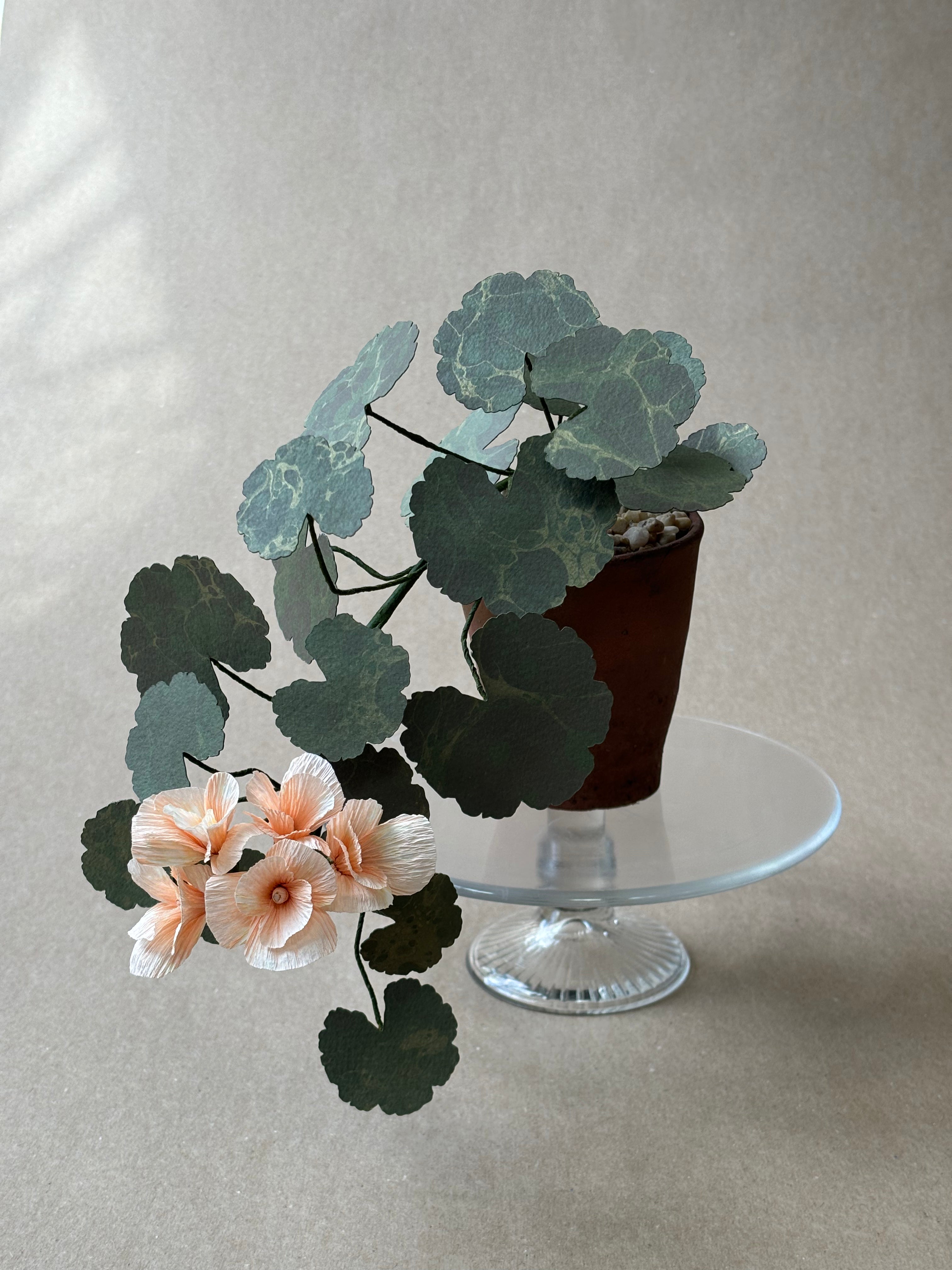 Geranium, trailing
