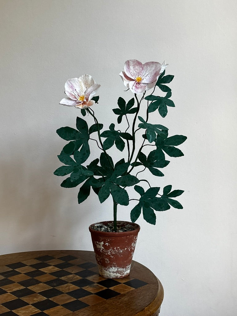 Paper Hellebore
