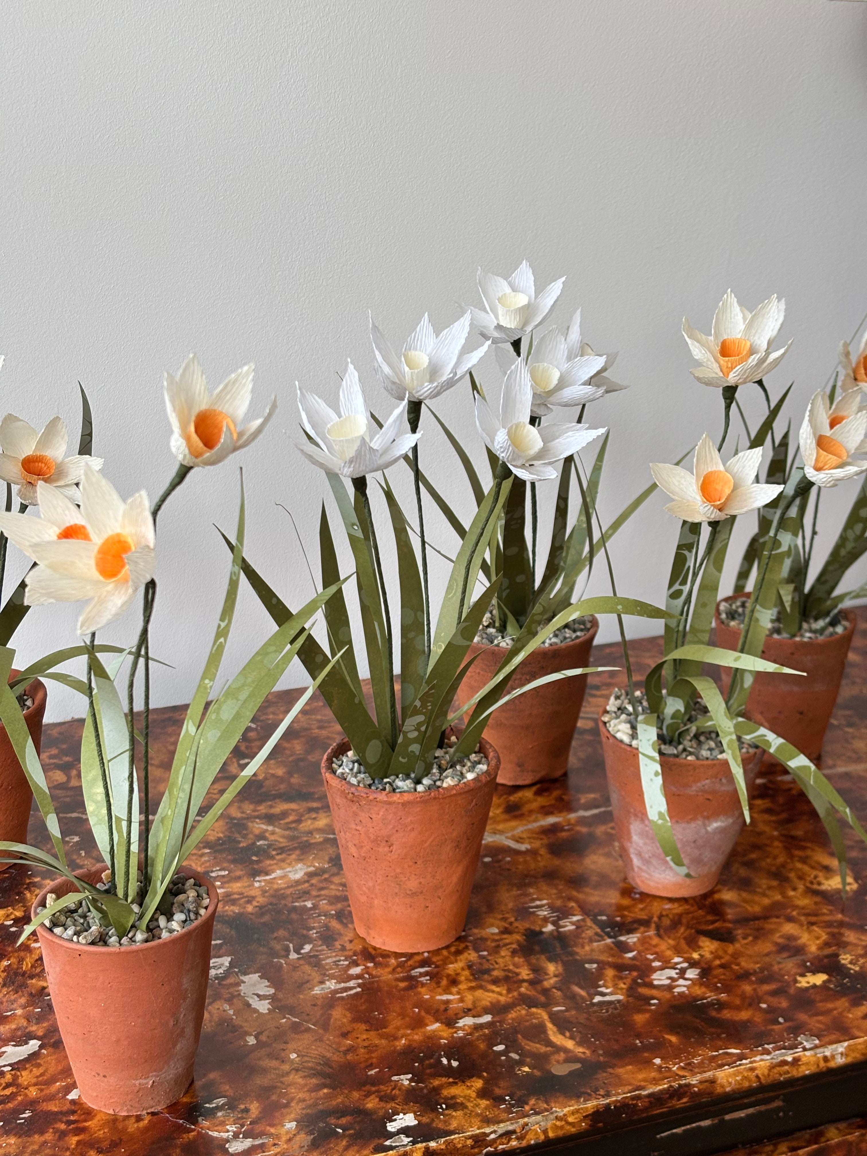 Paper Narcissus