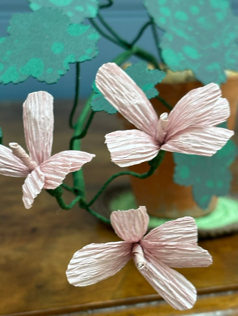 Geranium, trailing mini