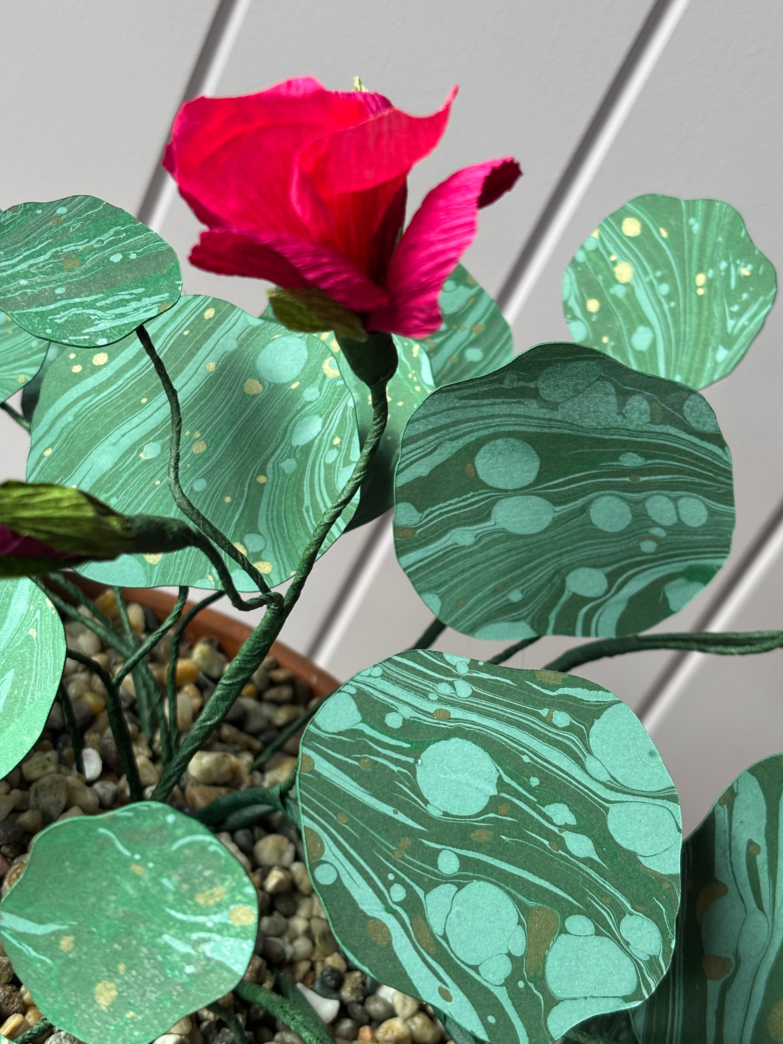 Nasturtium, trailing