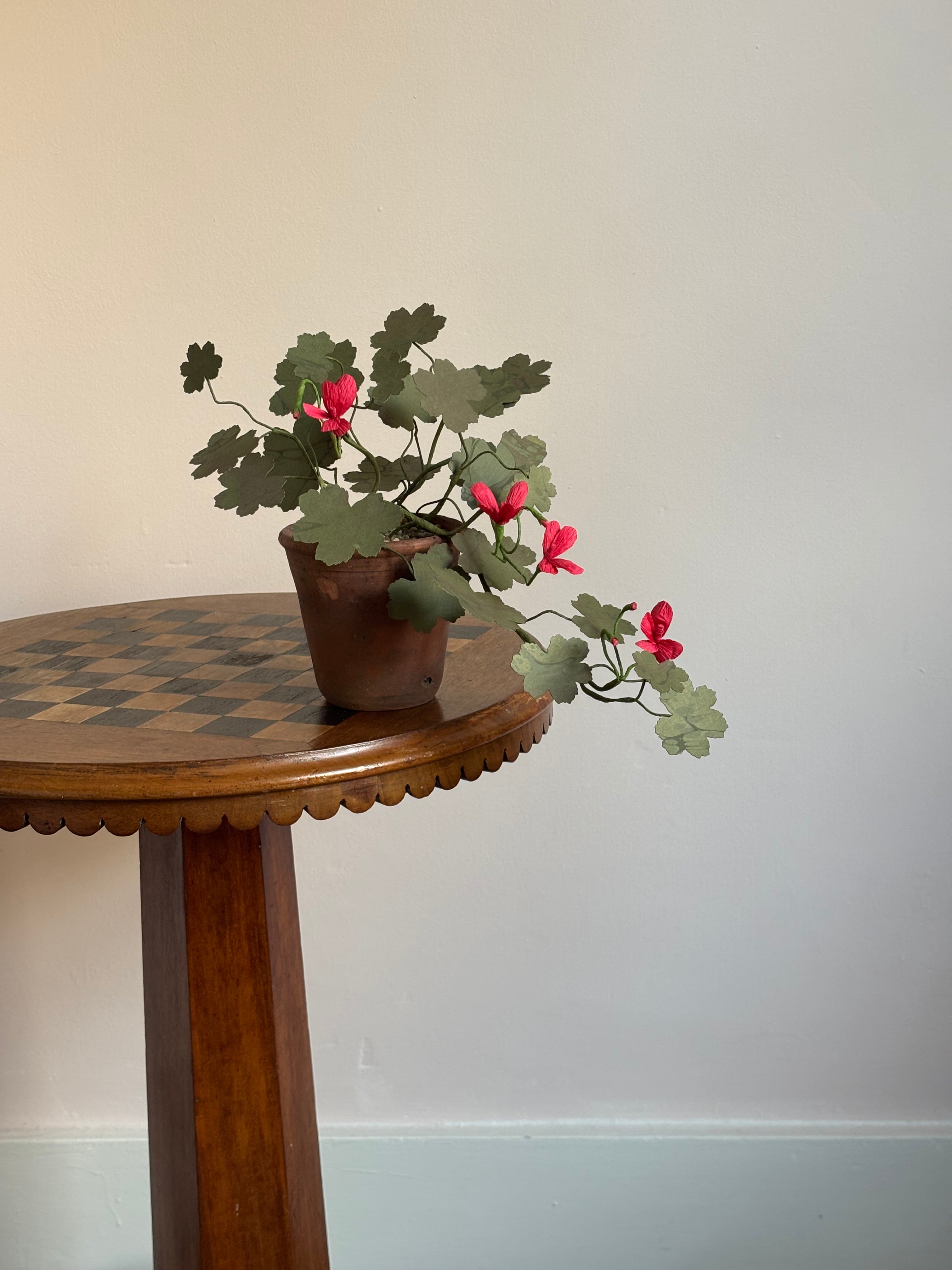 Paper Geranium, trailing