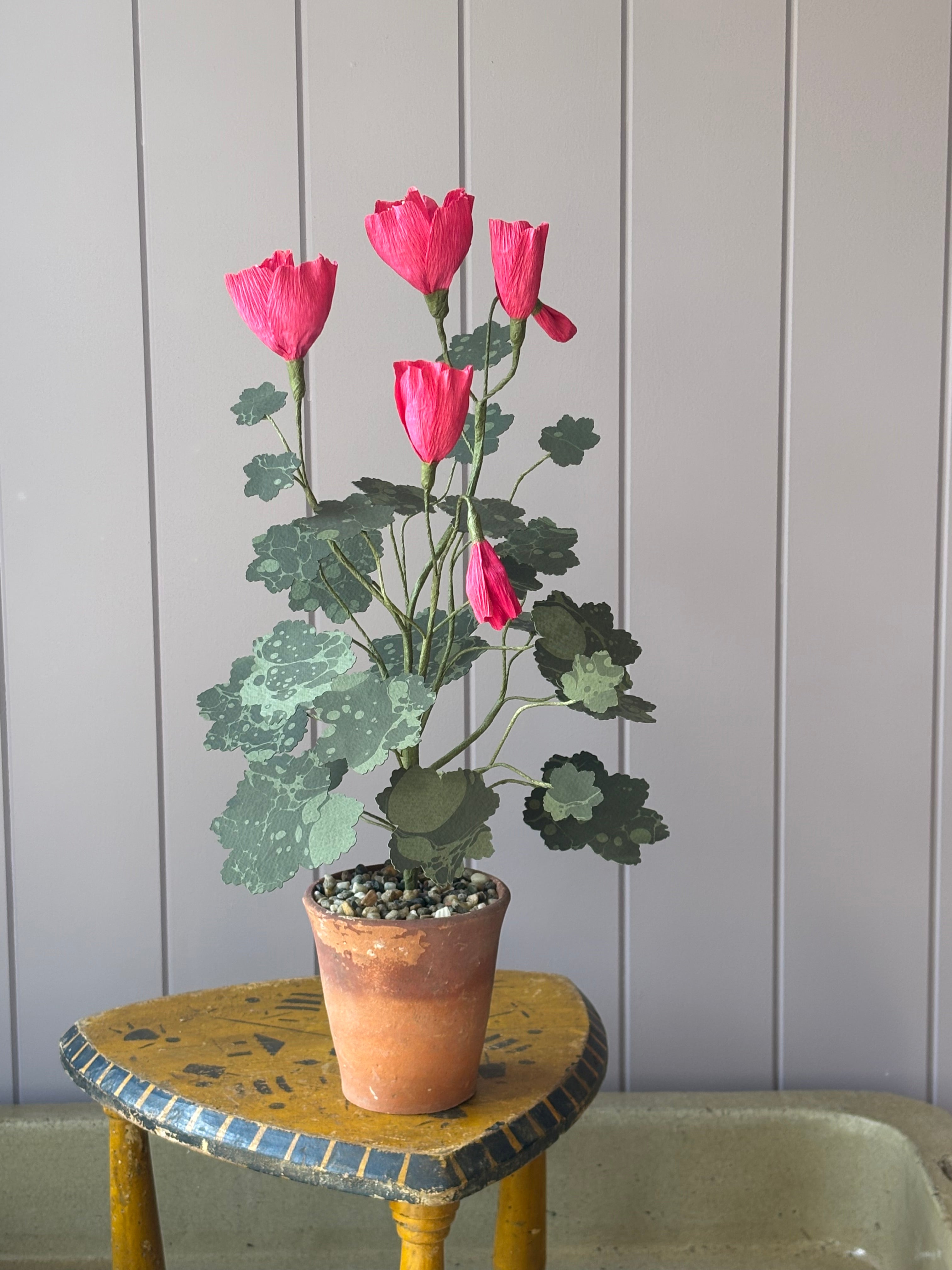Paper pelargonium