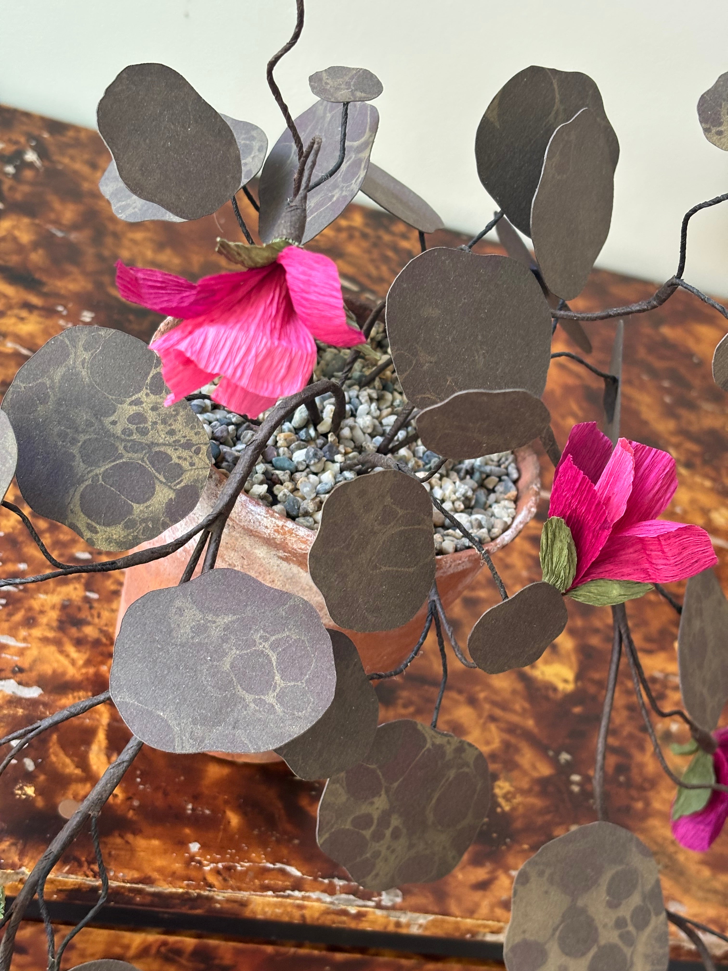 Paper nasturtium, trailing