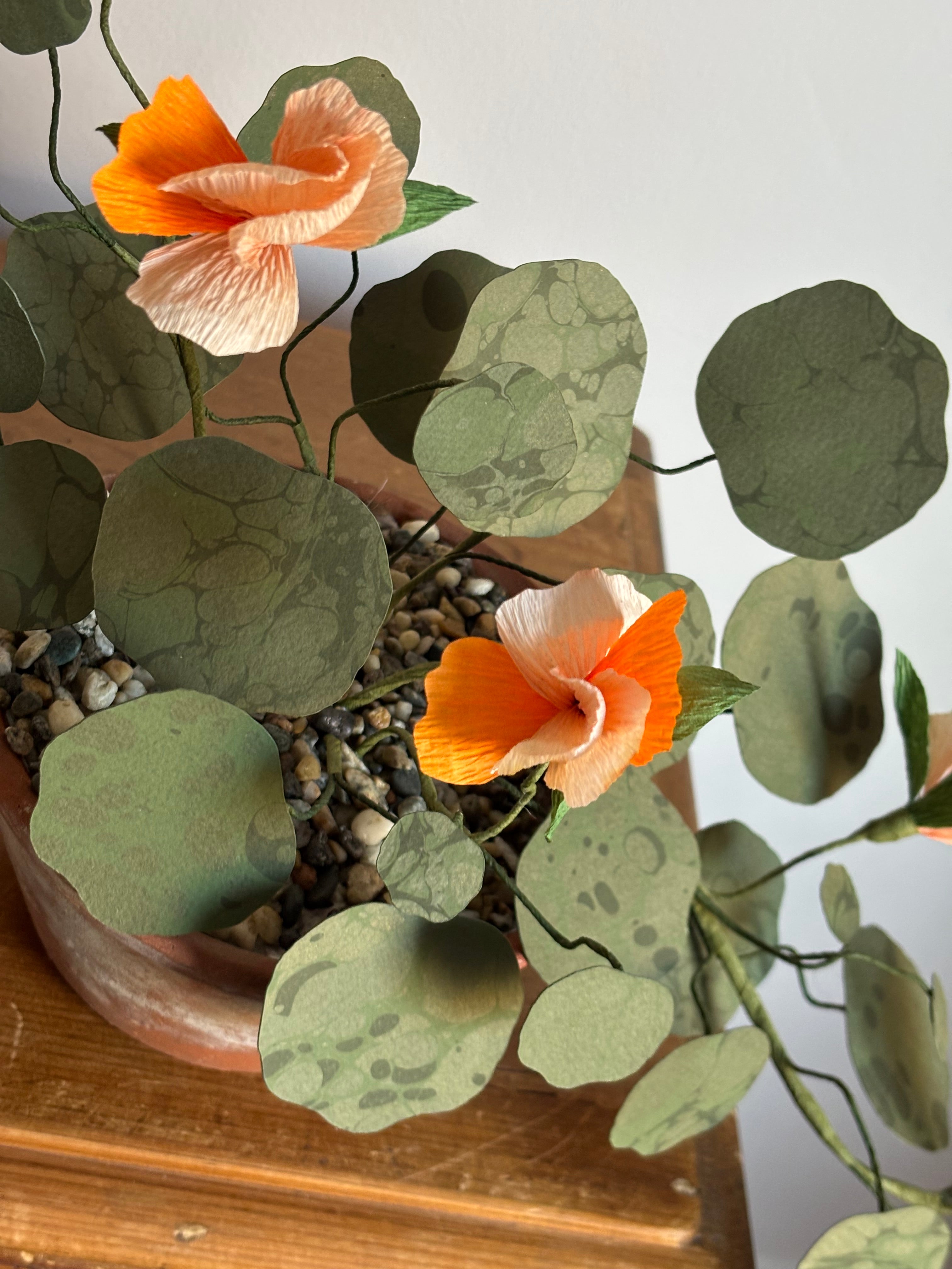 Nasturtium, trailing