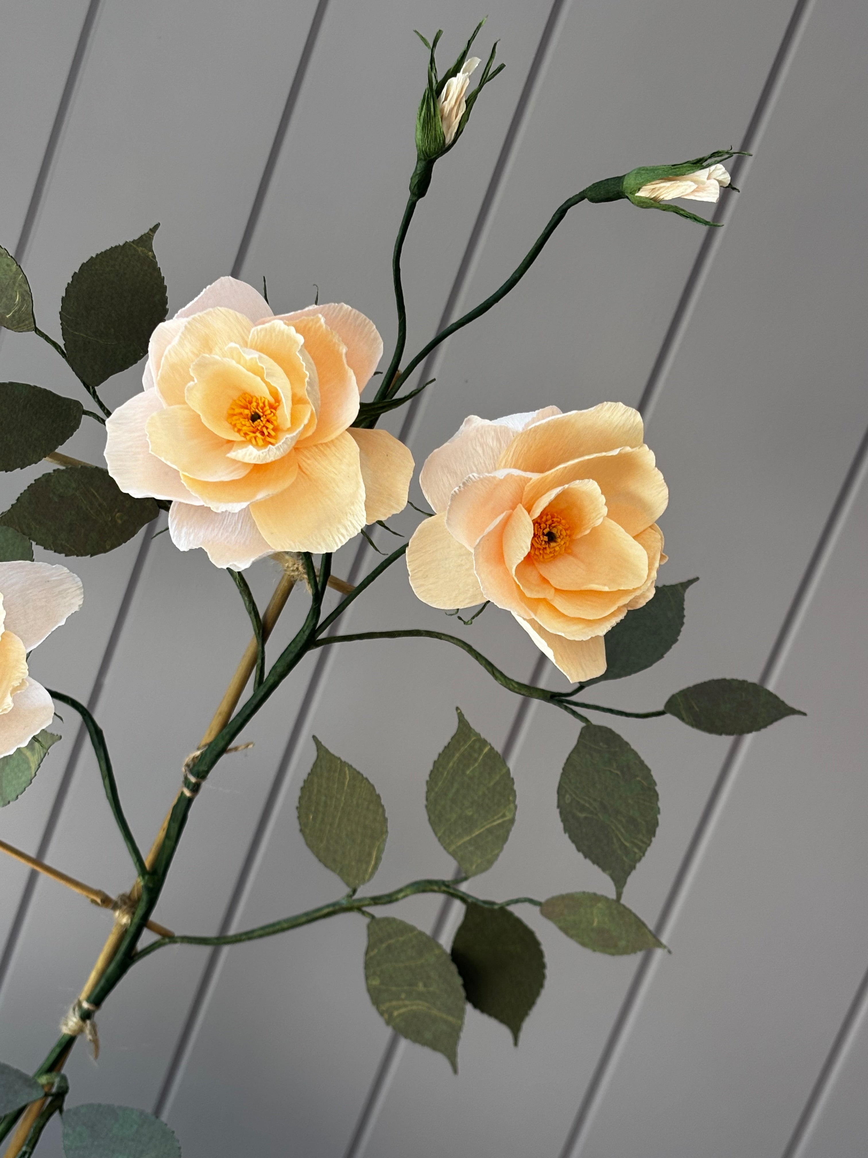 Climbing Rose