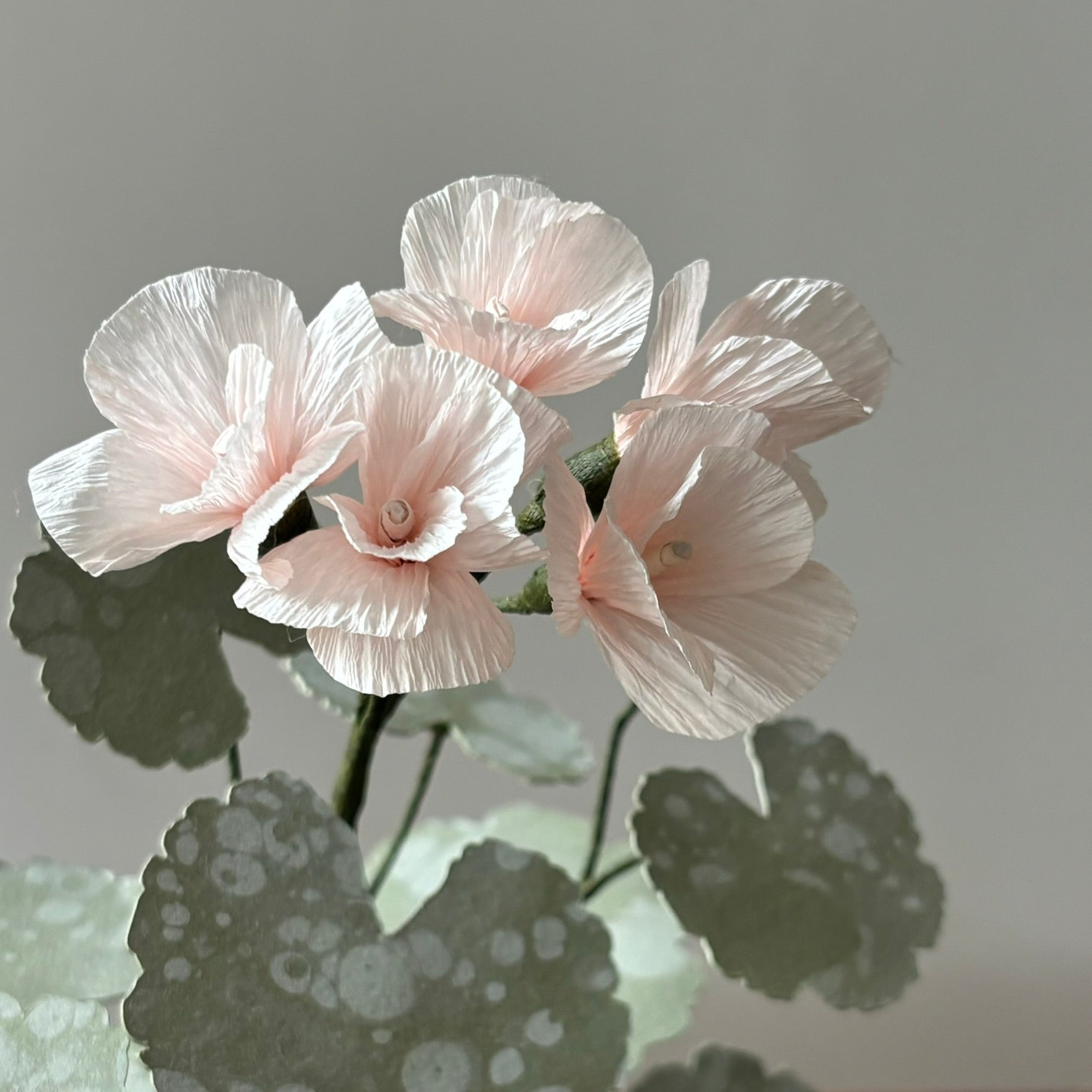 Paper Geranium