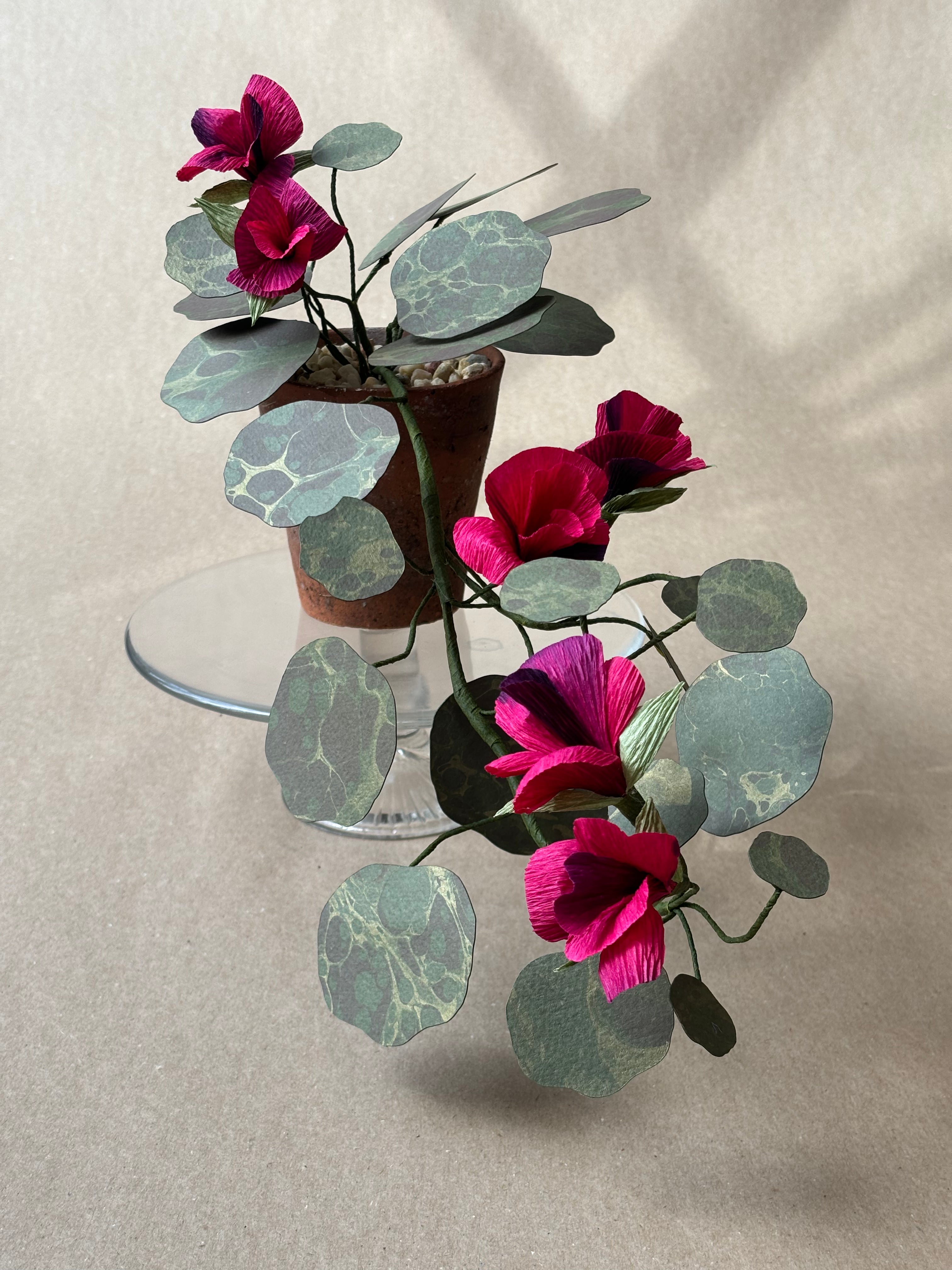 Nasturtium, trailing