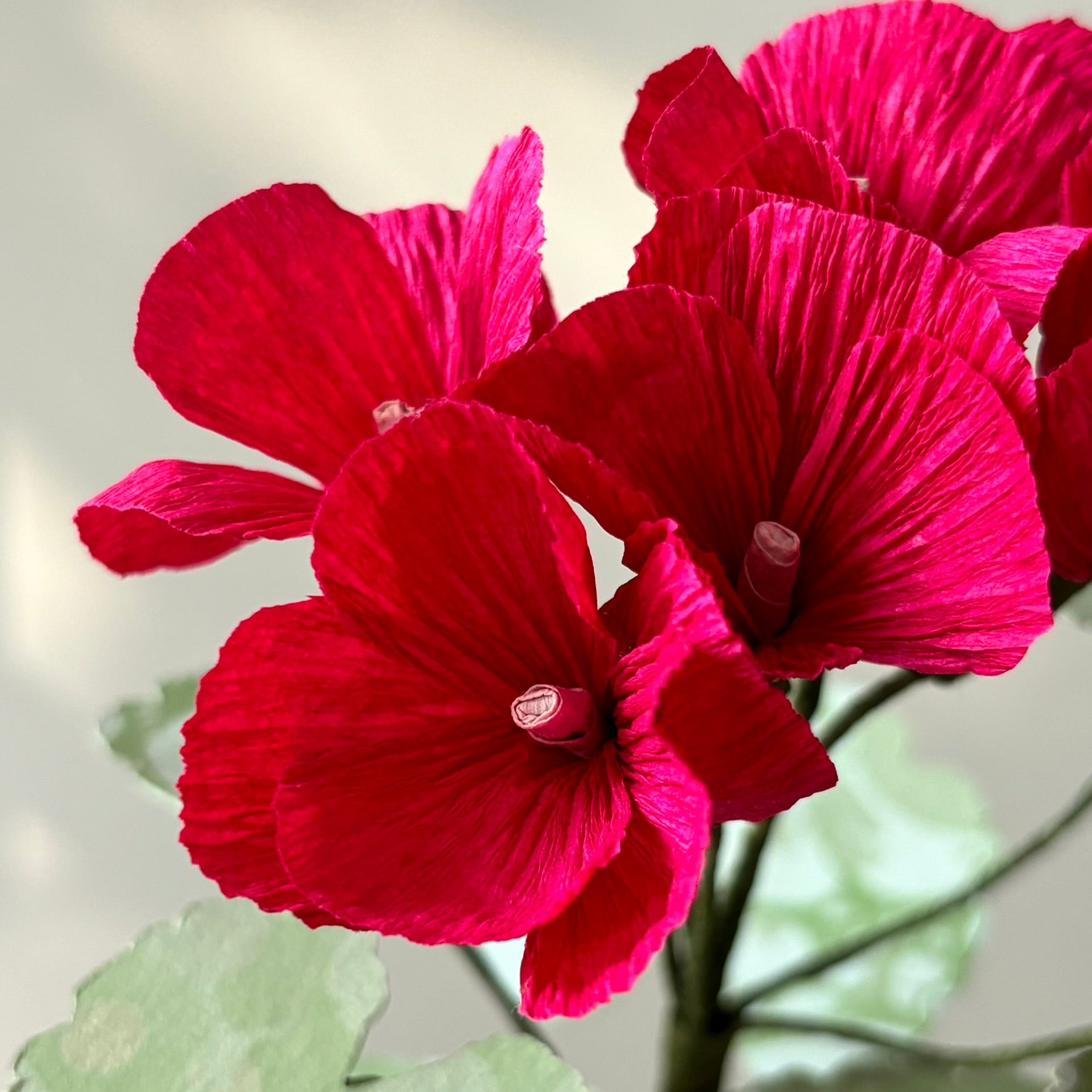 Paper Geranium