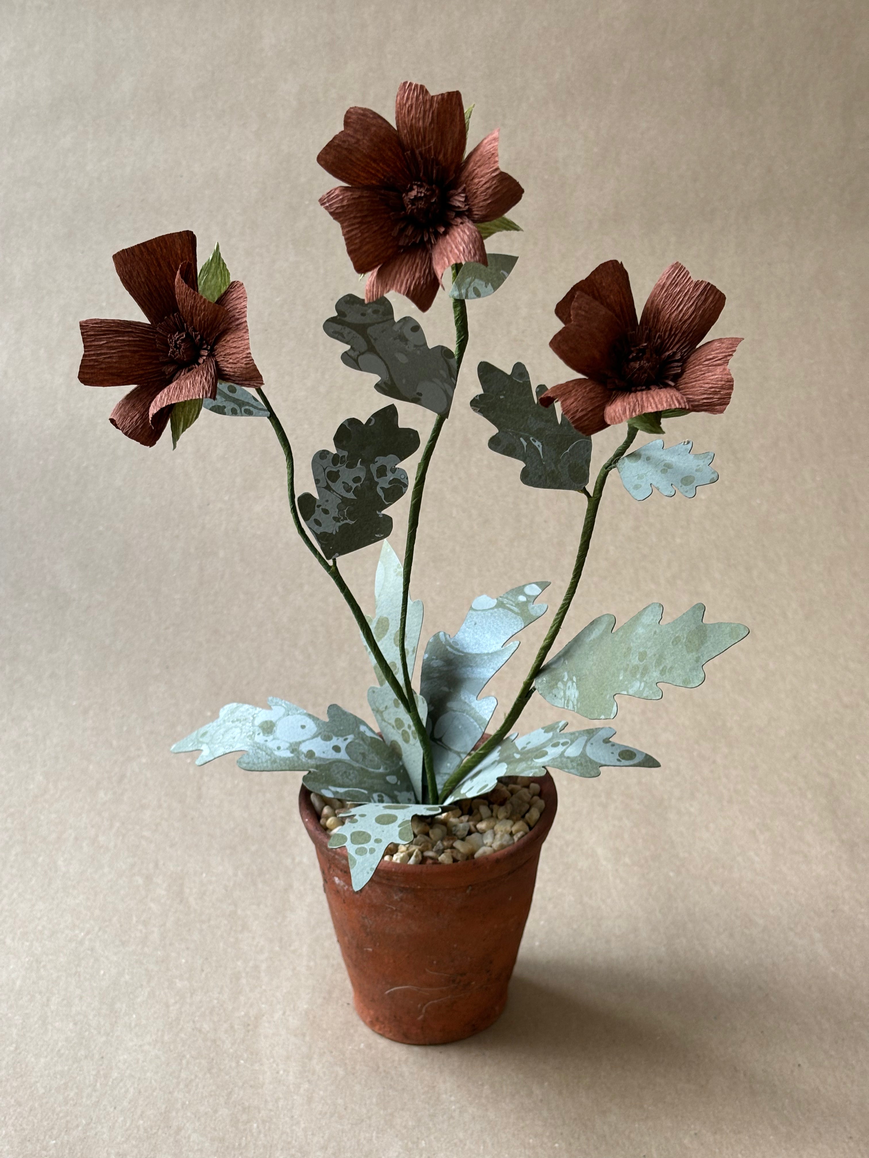Chocolate Cosmos