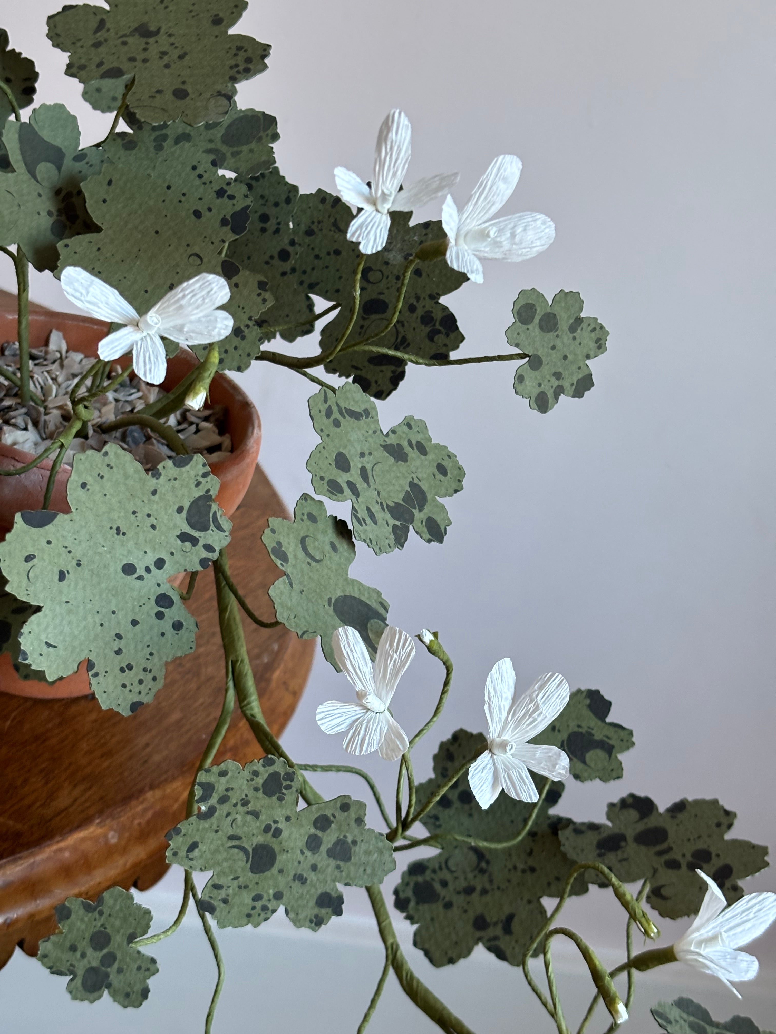Paper Geranium, trailing