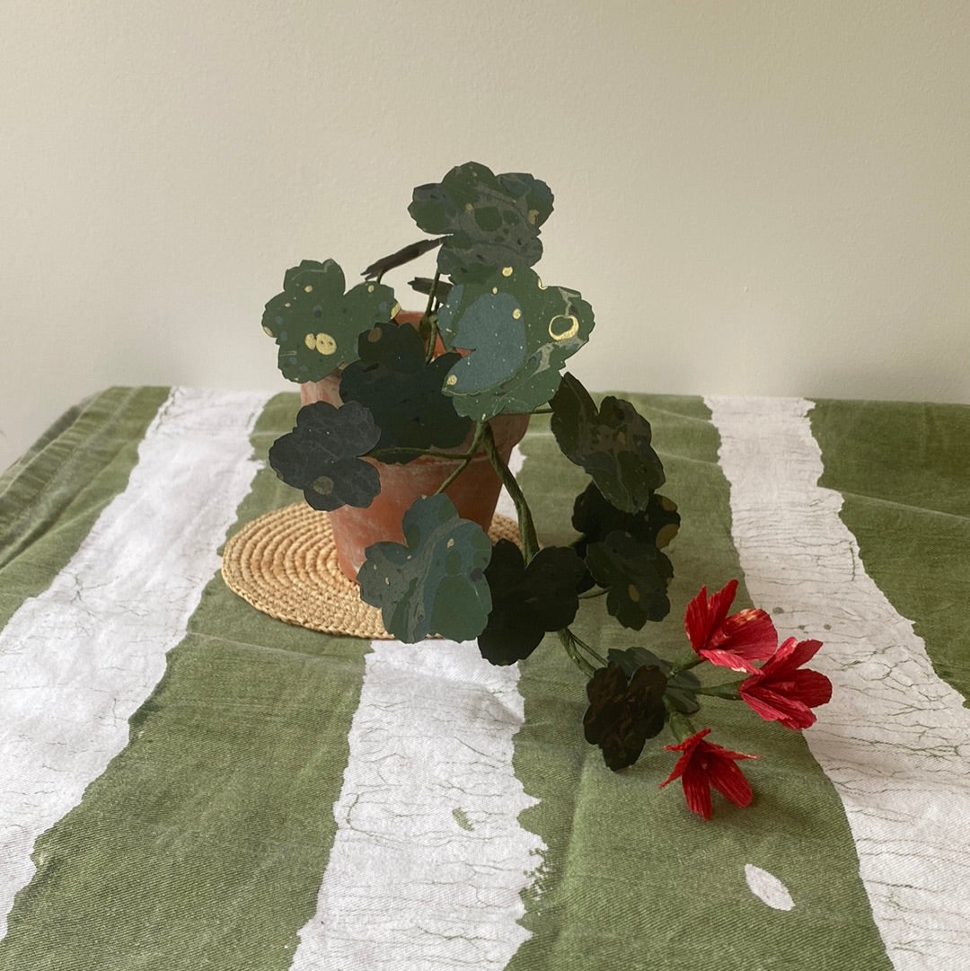 Paper Geranium trailing