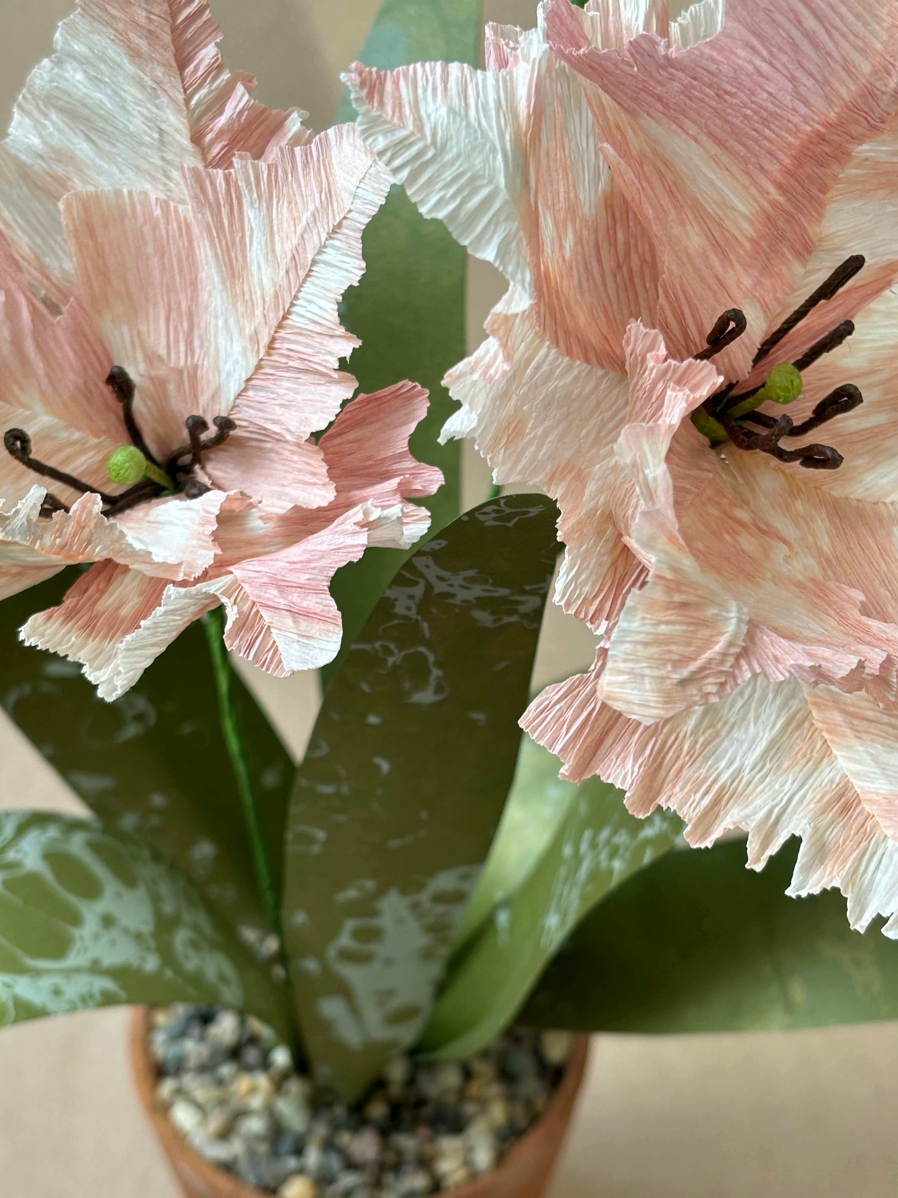 Parrot Tulip