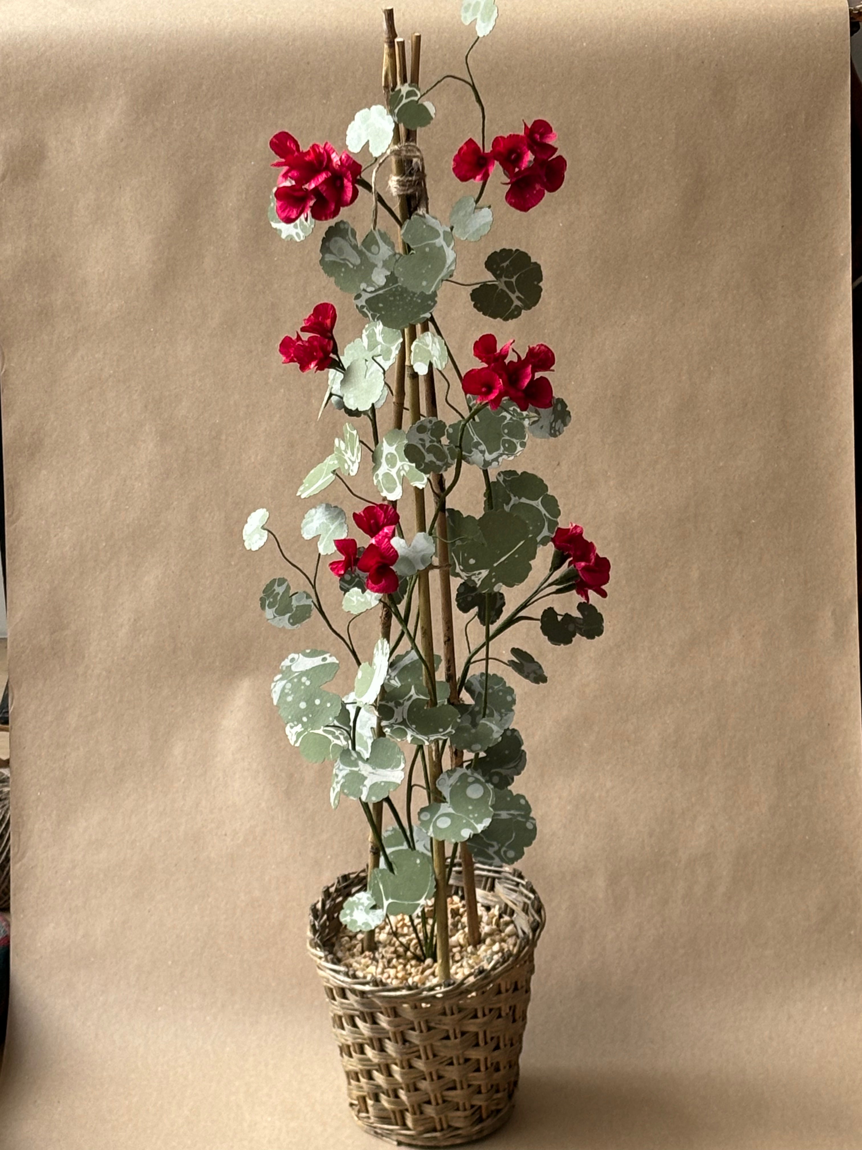 Geranium *COLLECTION or SPECIALIST COURIER ONLY*