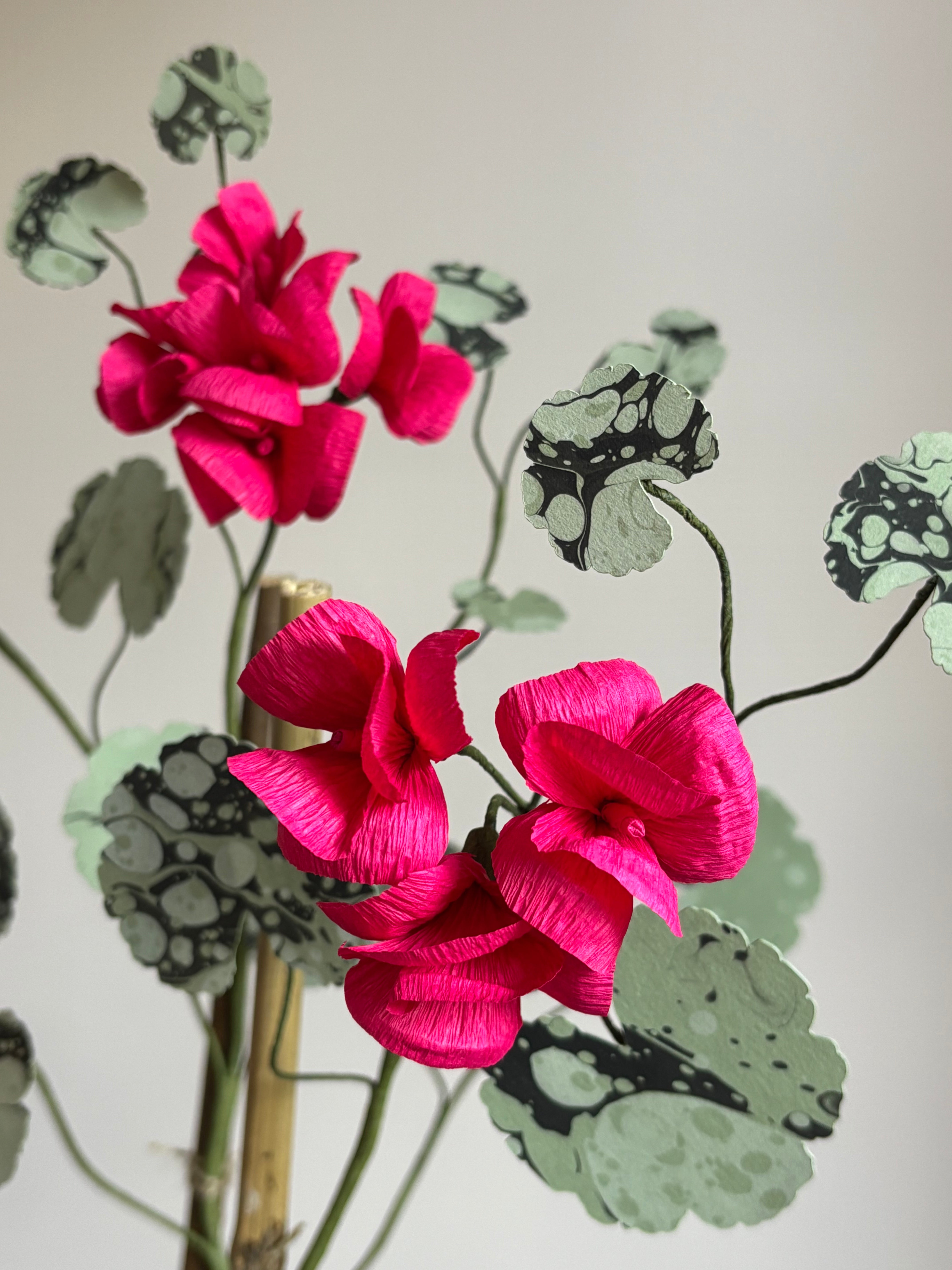 Paper Geranium