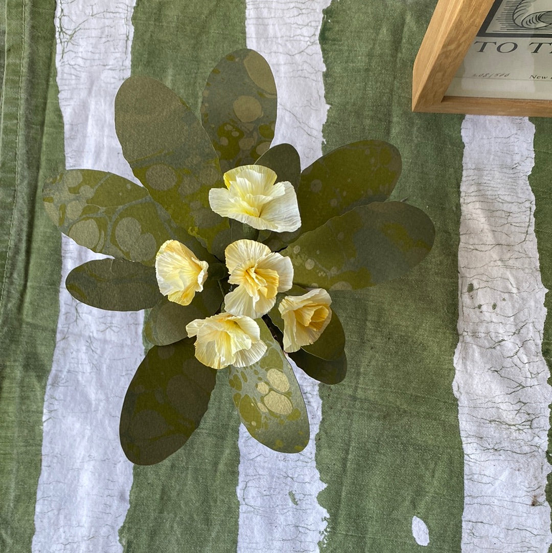 Paper primrose