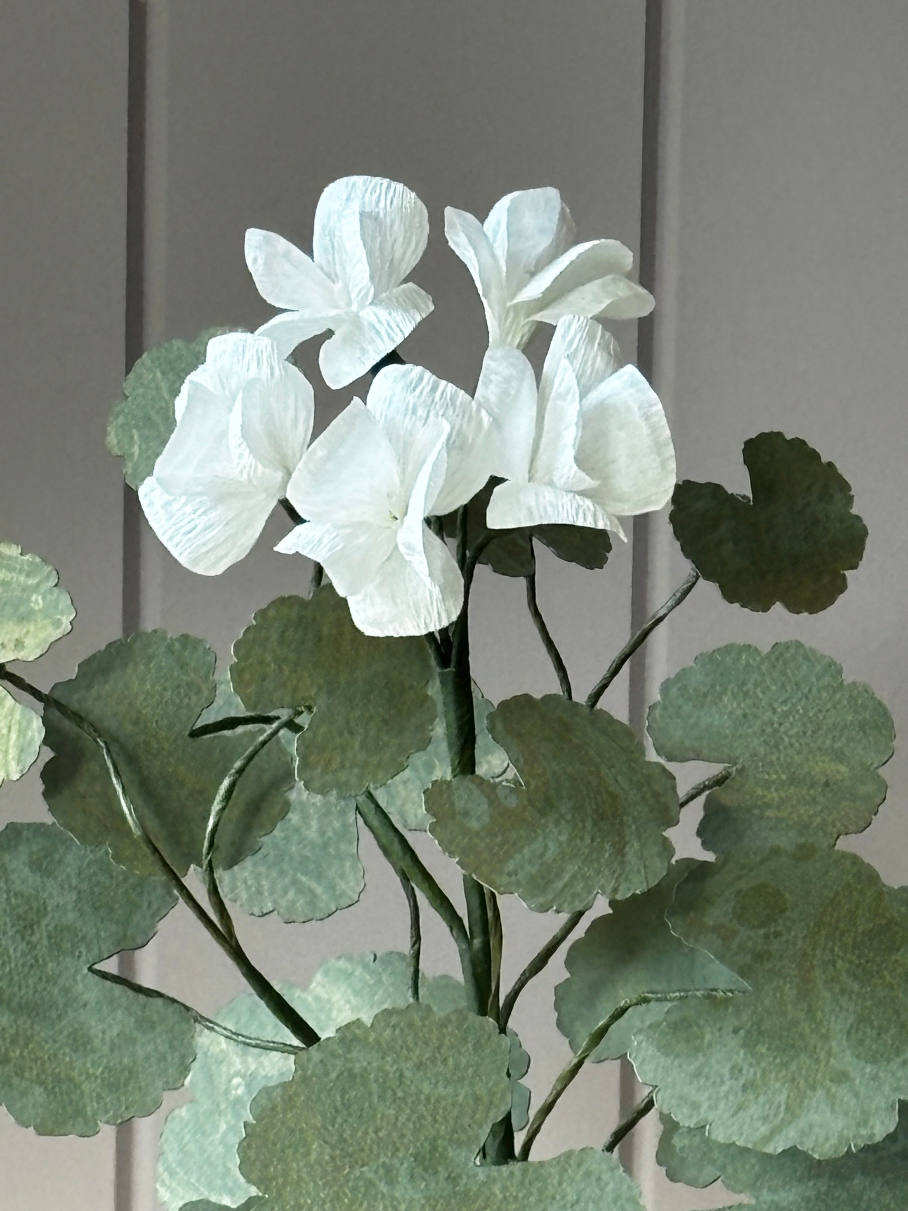 Paper geranium