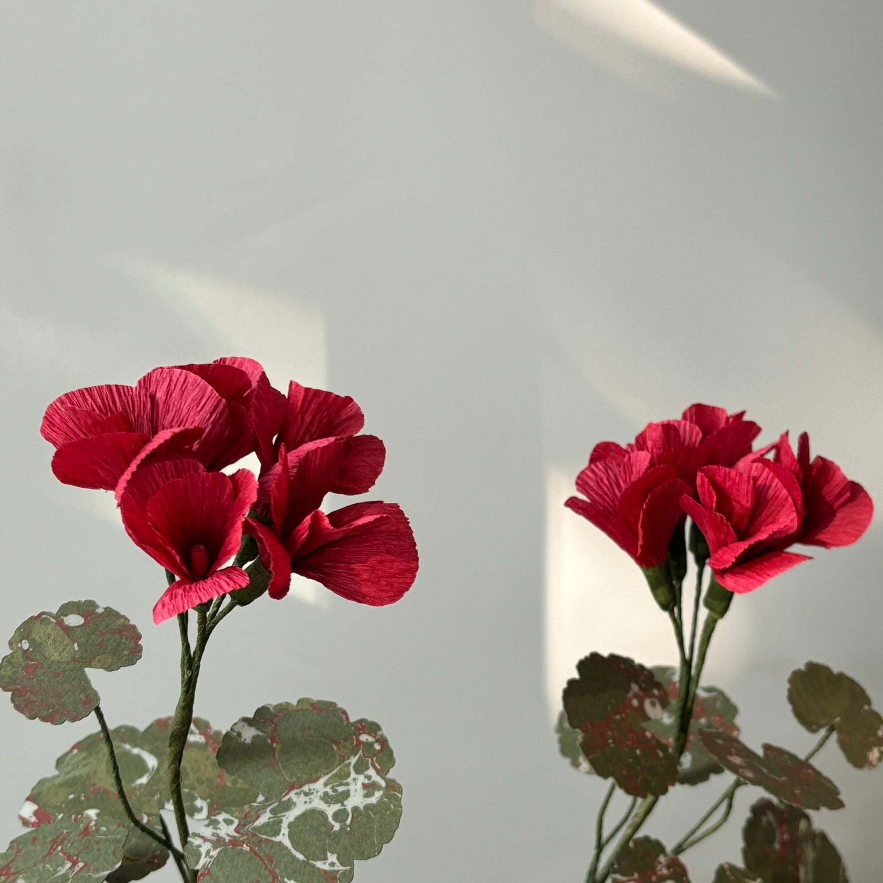 Paper Geranium