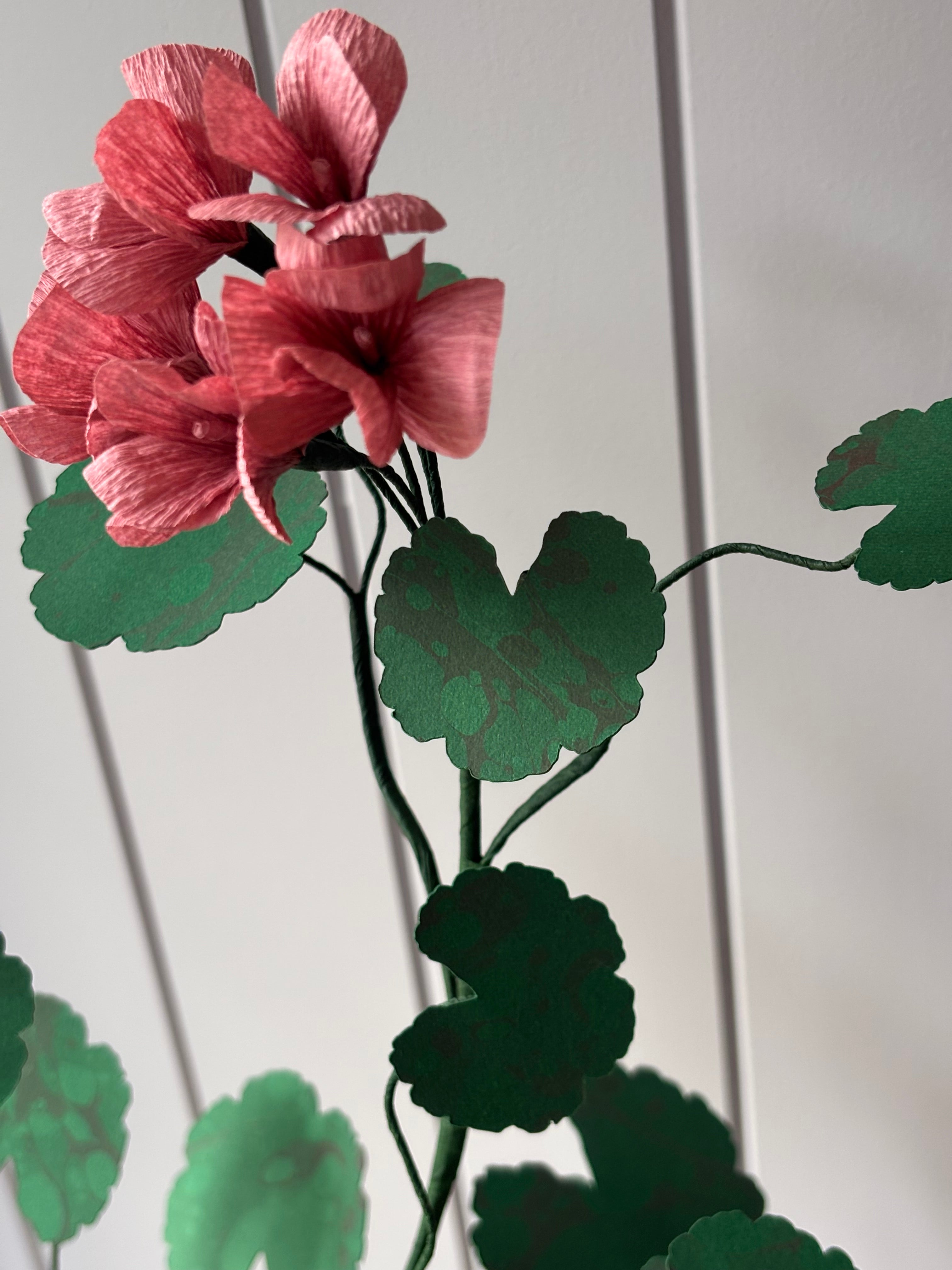 Paper geranium