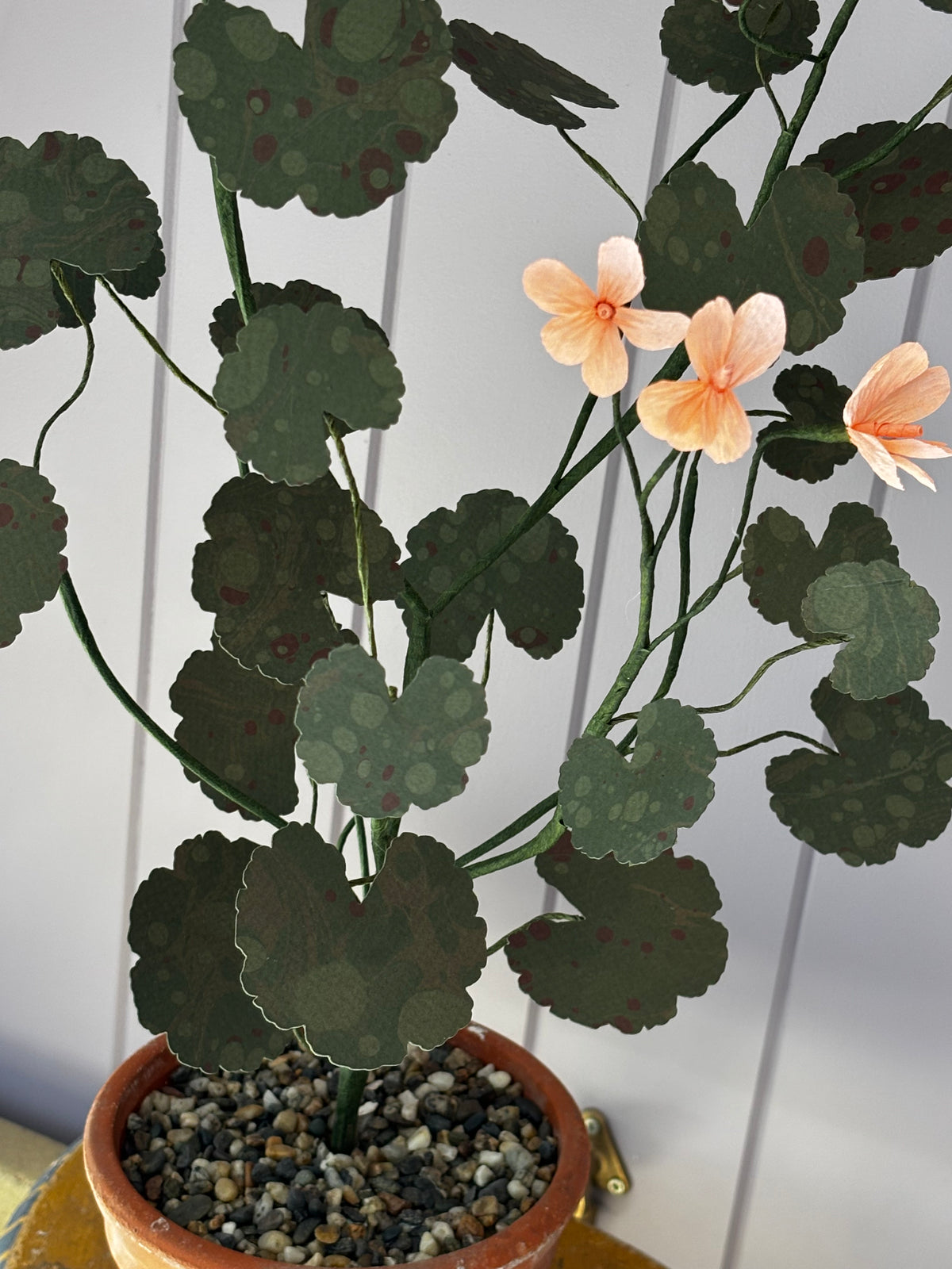 Paper geranium