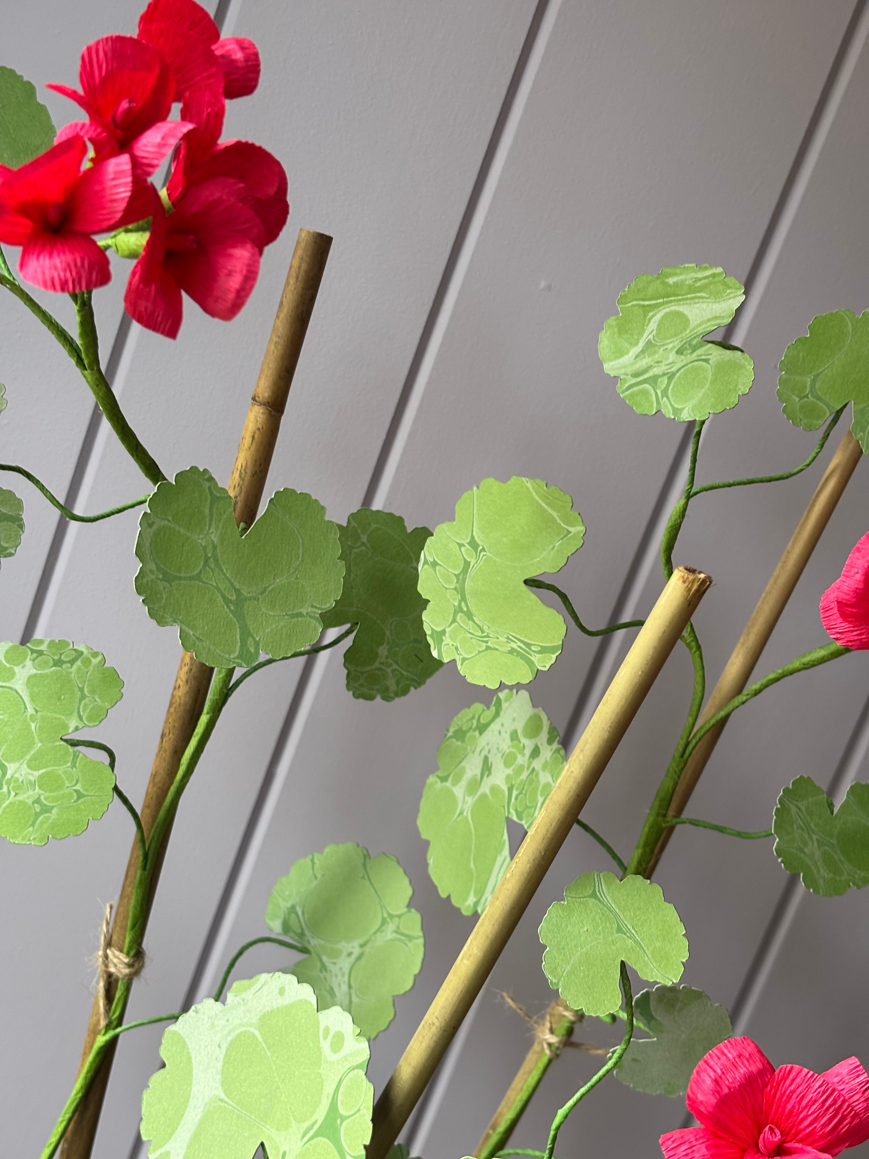 Paper geranium