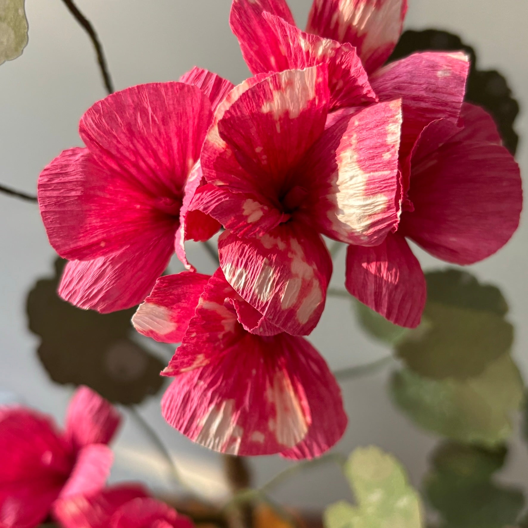 Paper Geranium