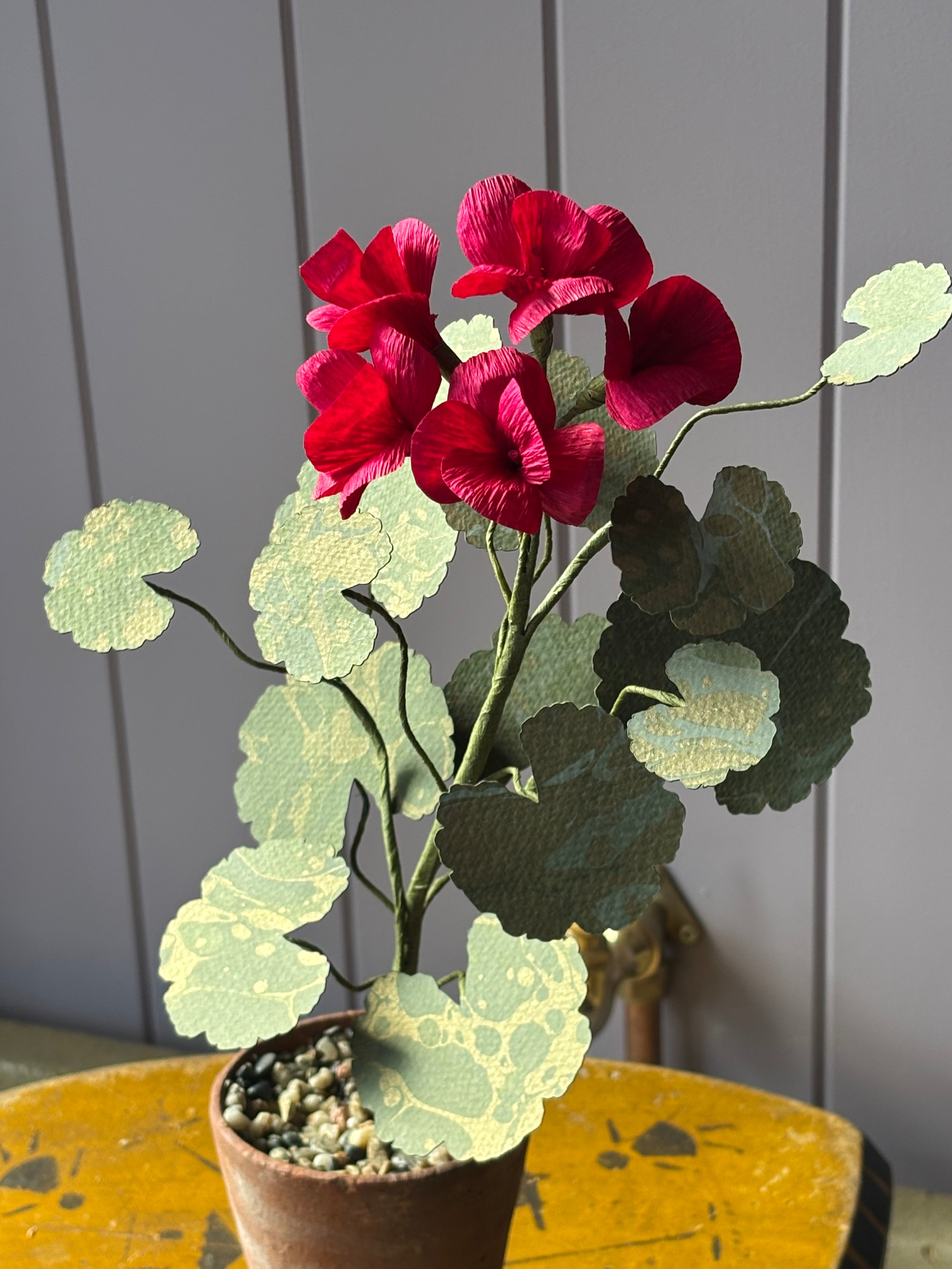 Paper Geranium