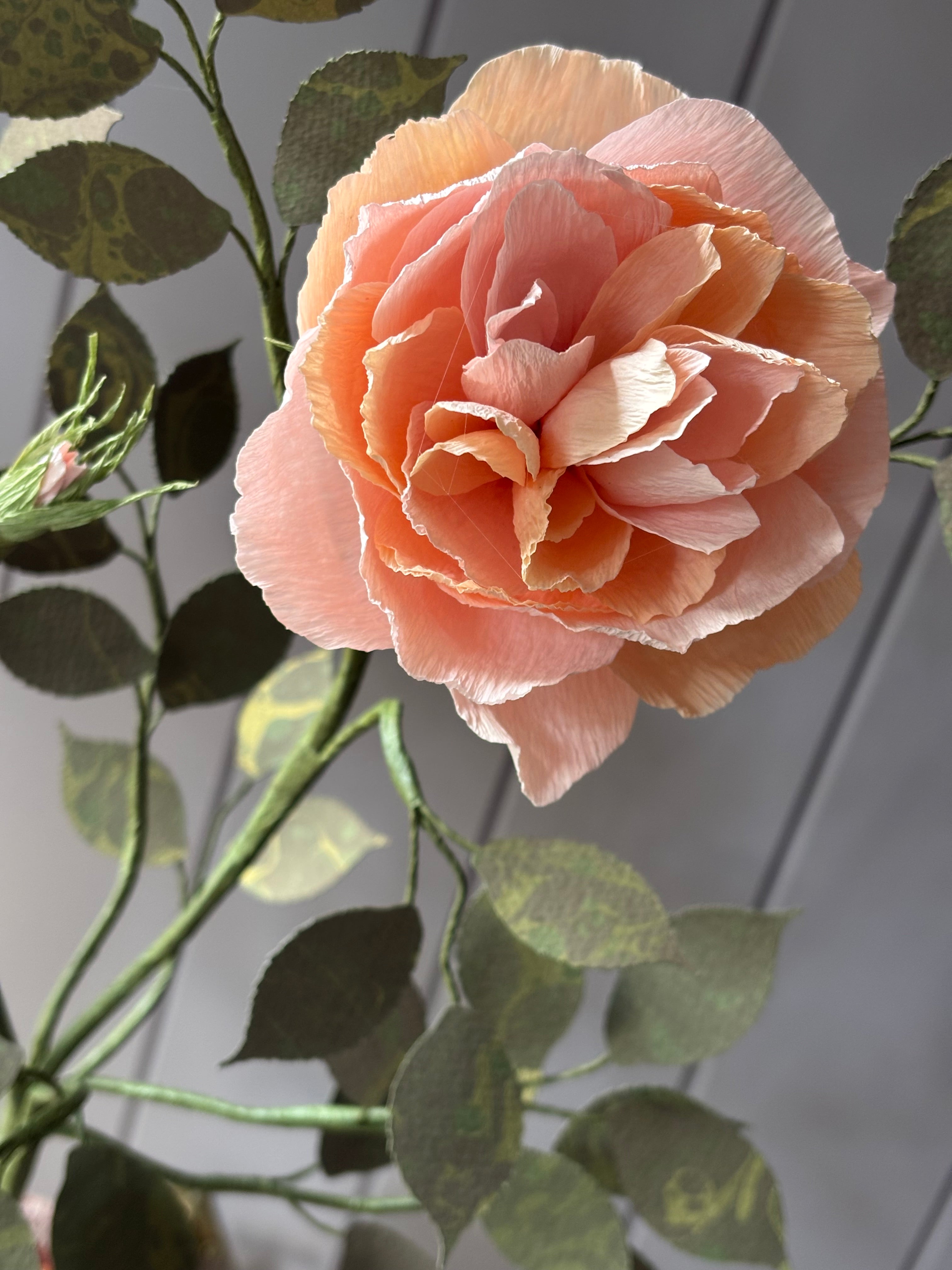 Paper Shrub Rose
