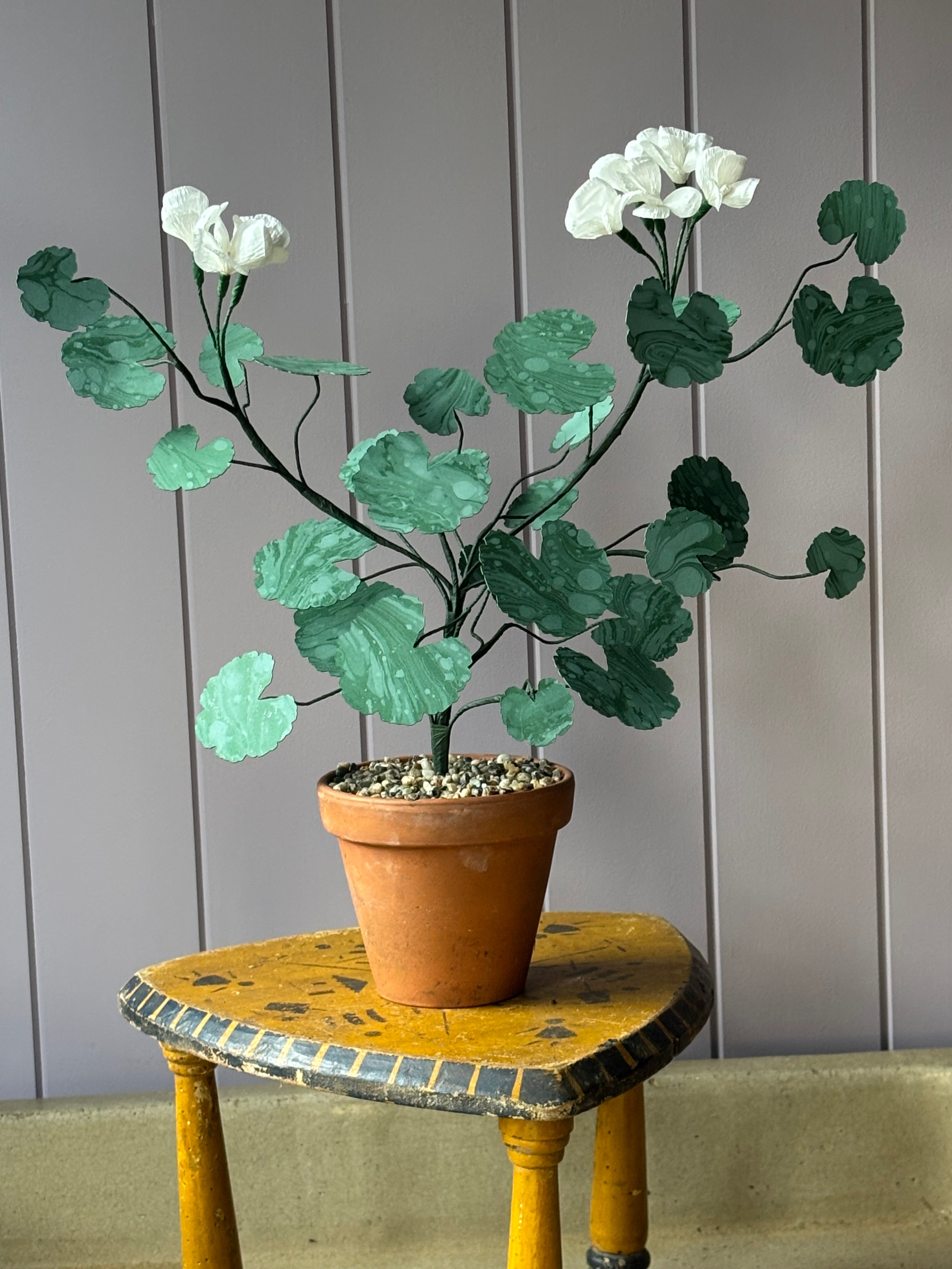 Paper Geranium