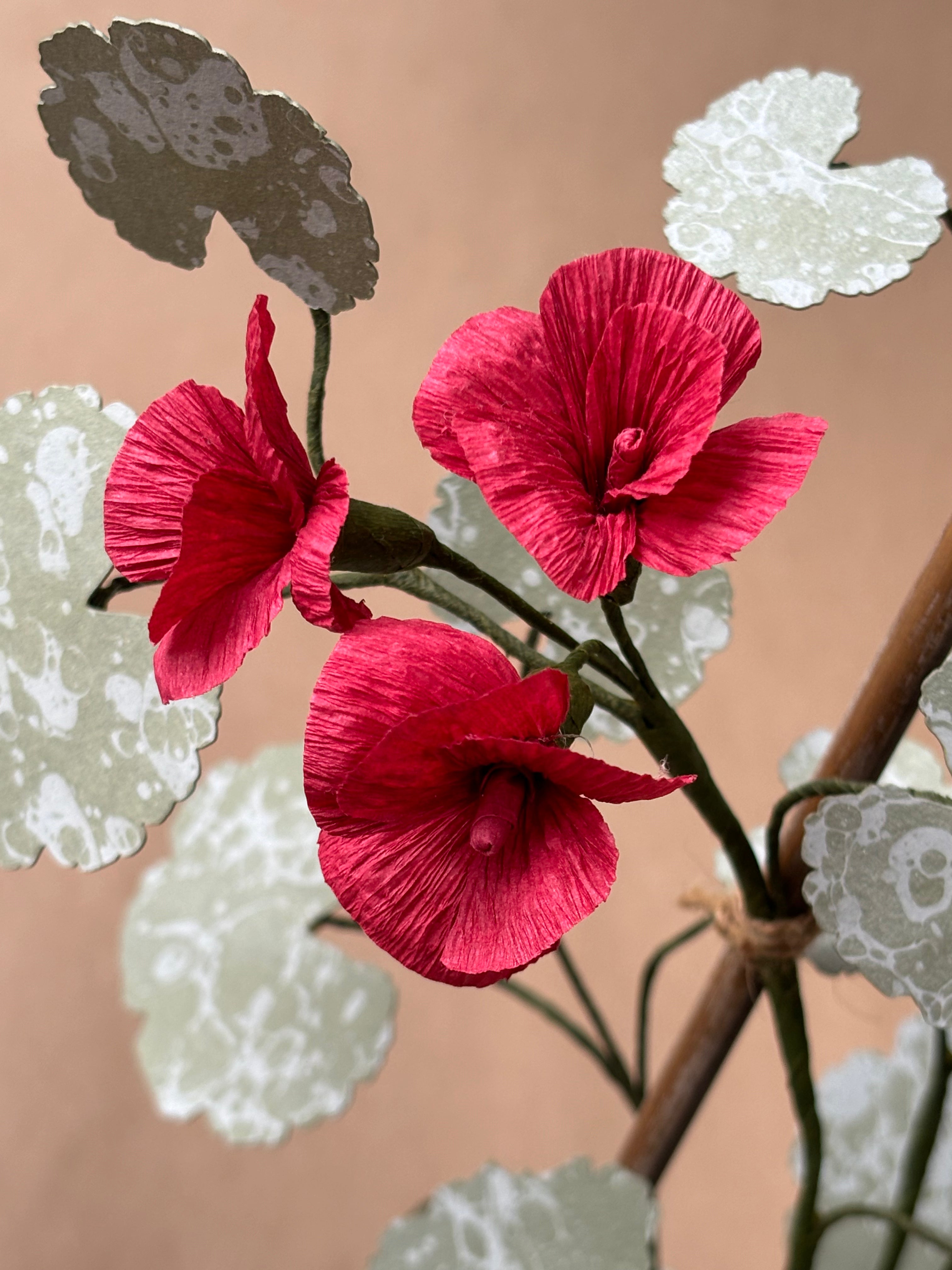 Geranium