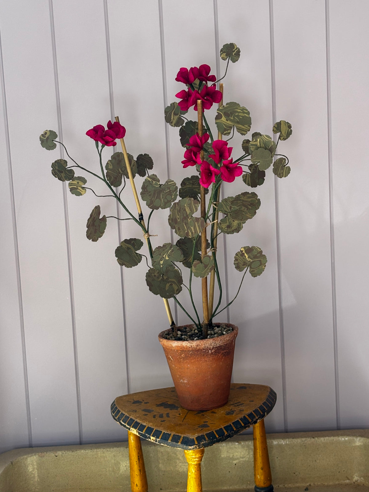 Paper geranium