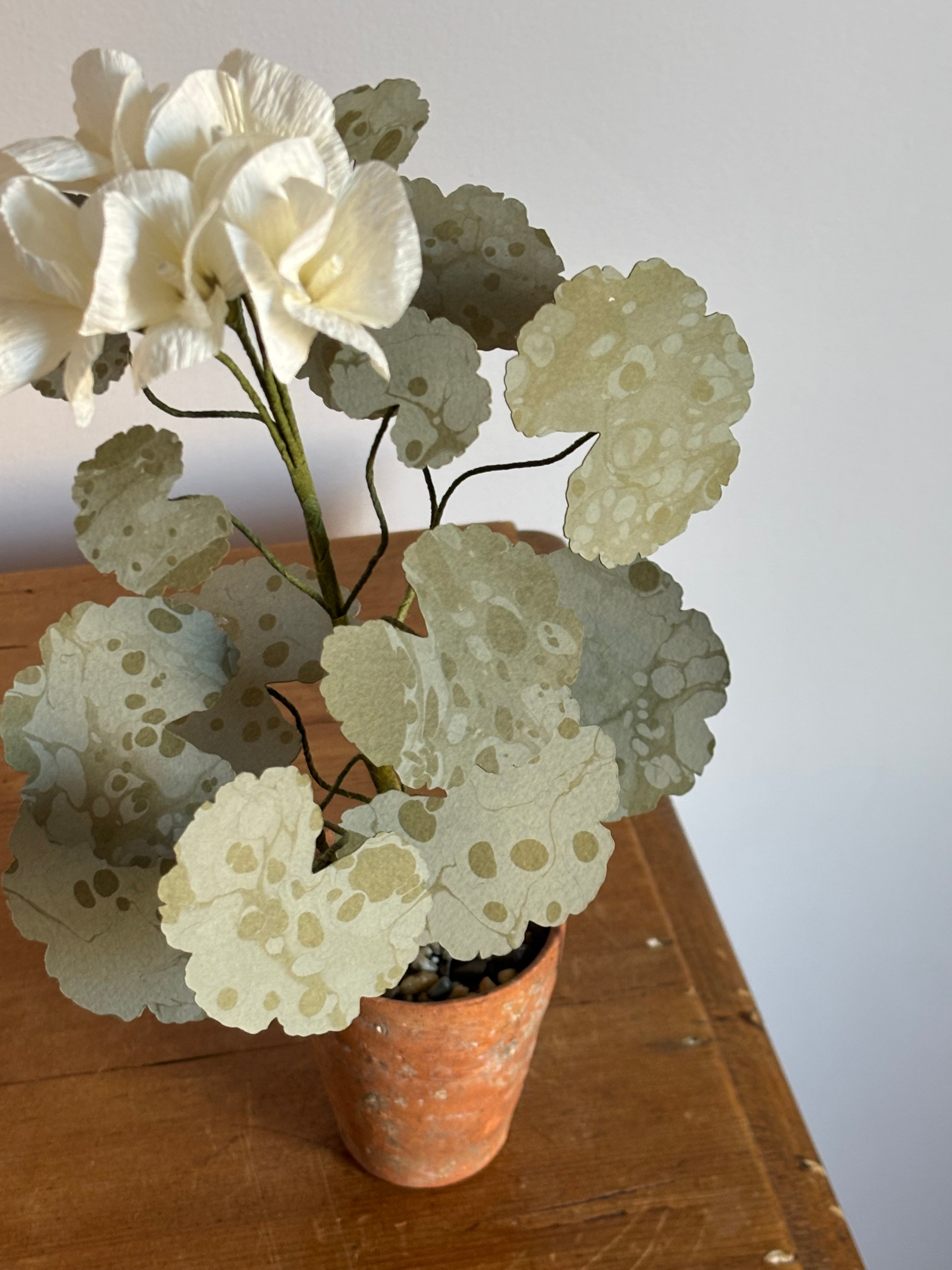 Paper Geranium