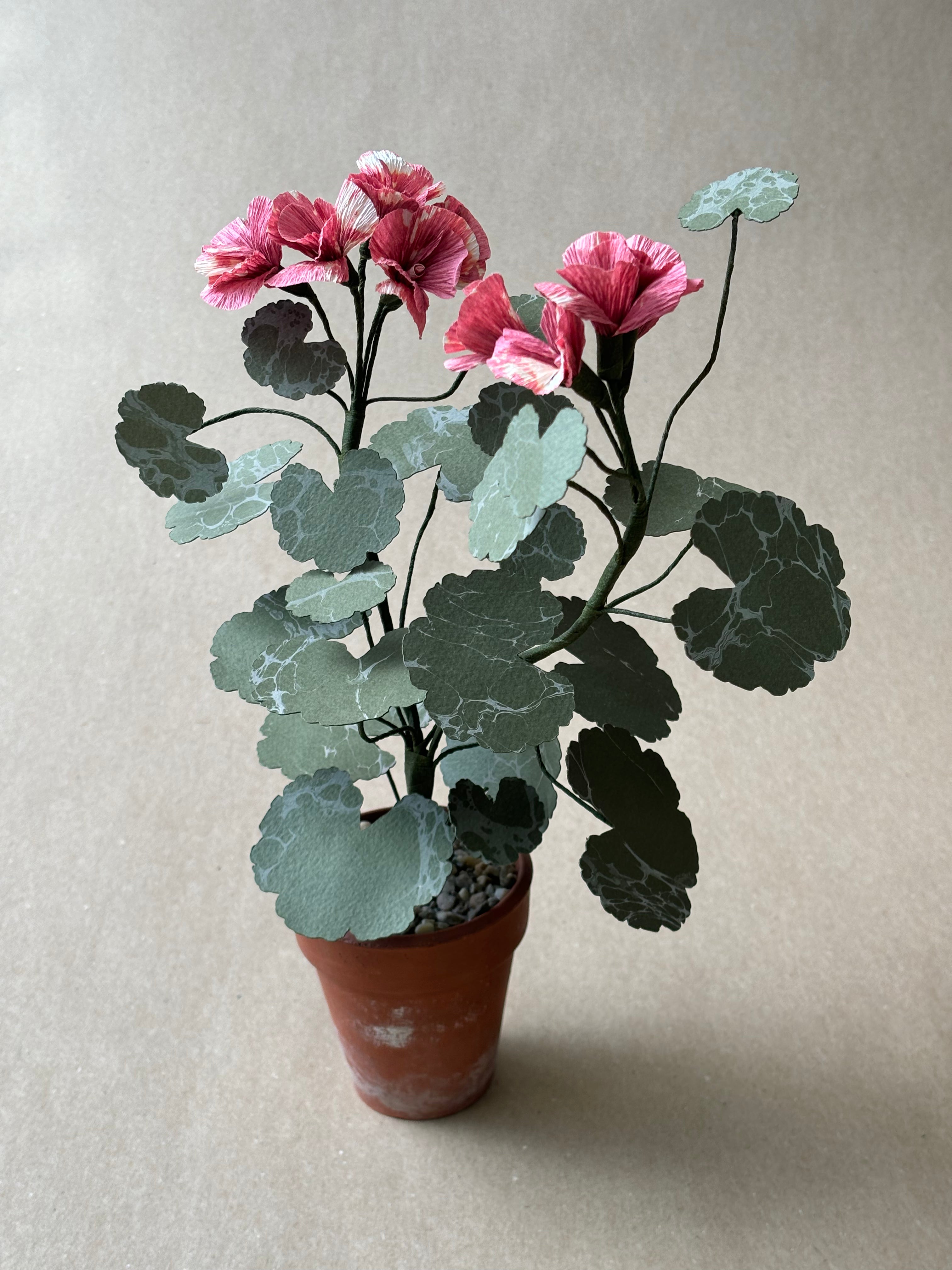 Geranium