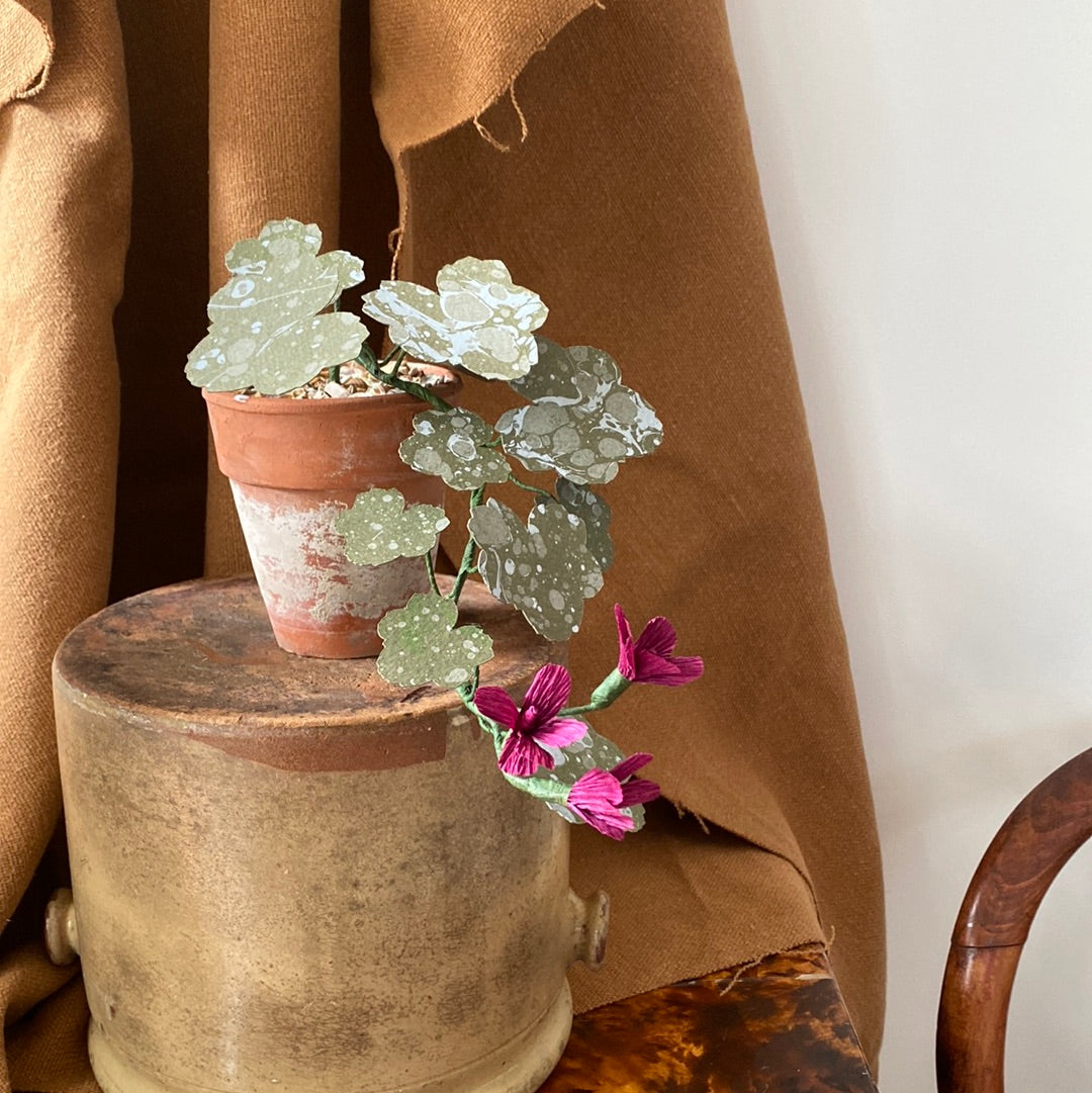 Paper Geranium trailing