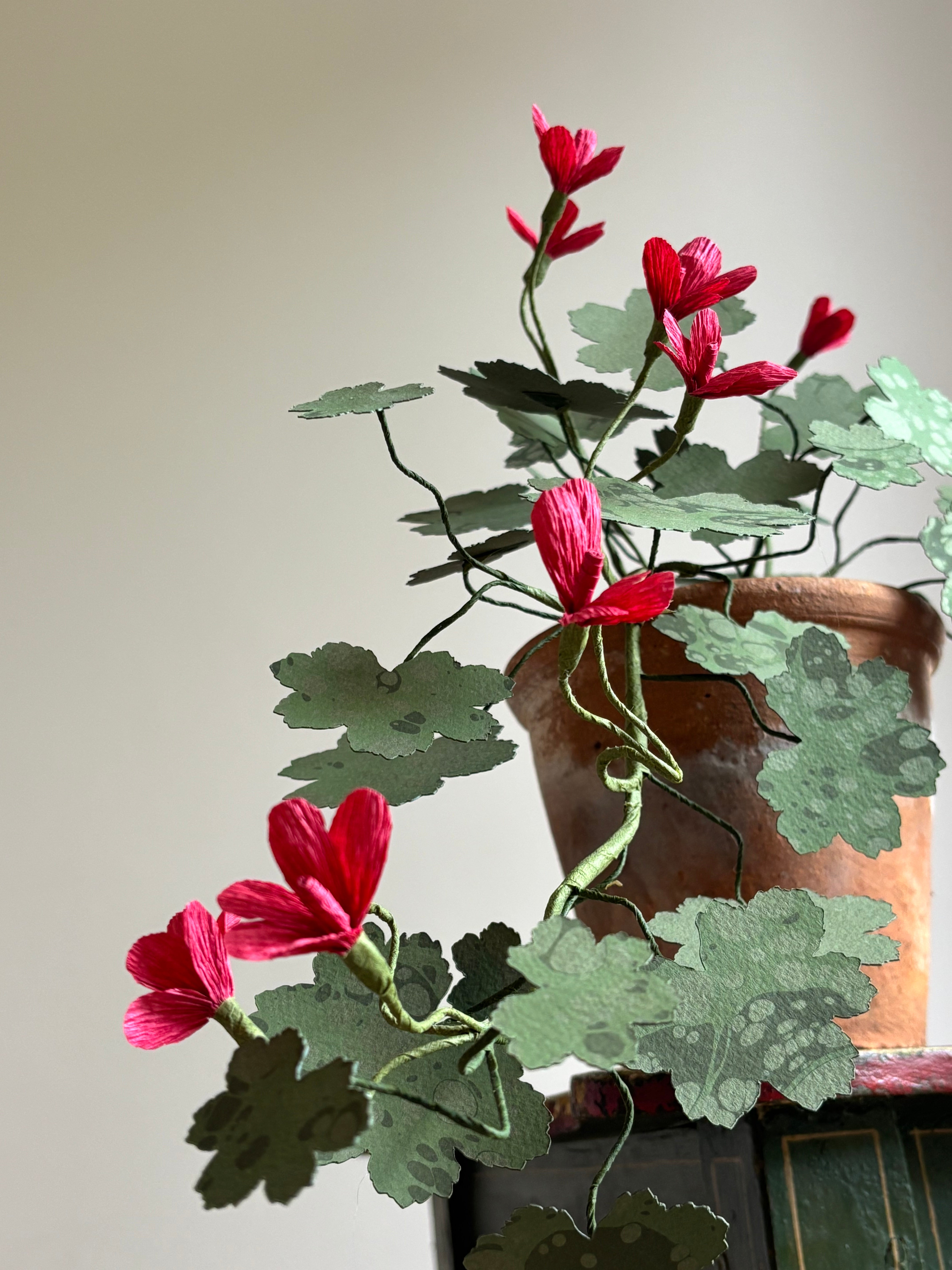 Paper Geranium, trailing