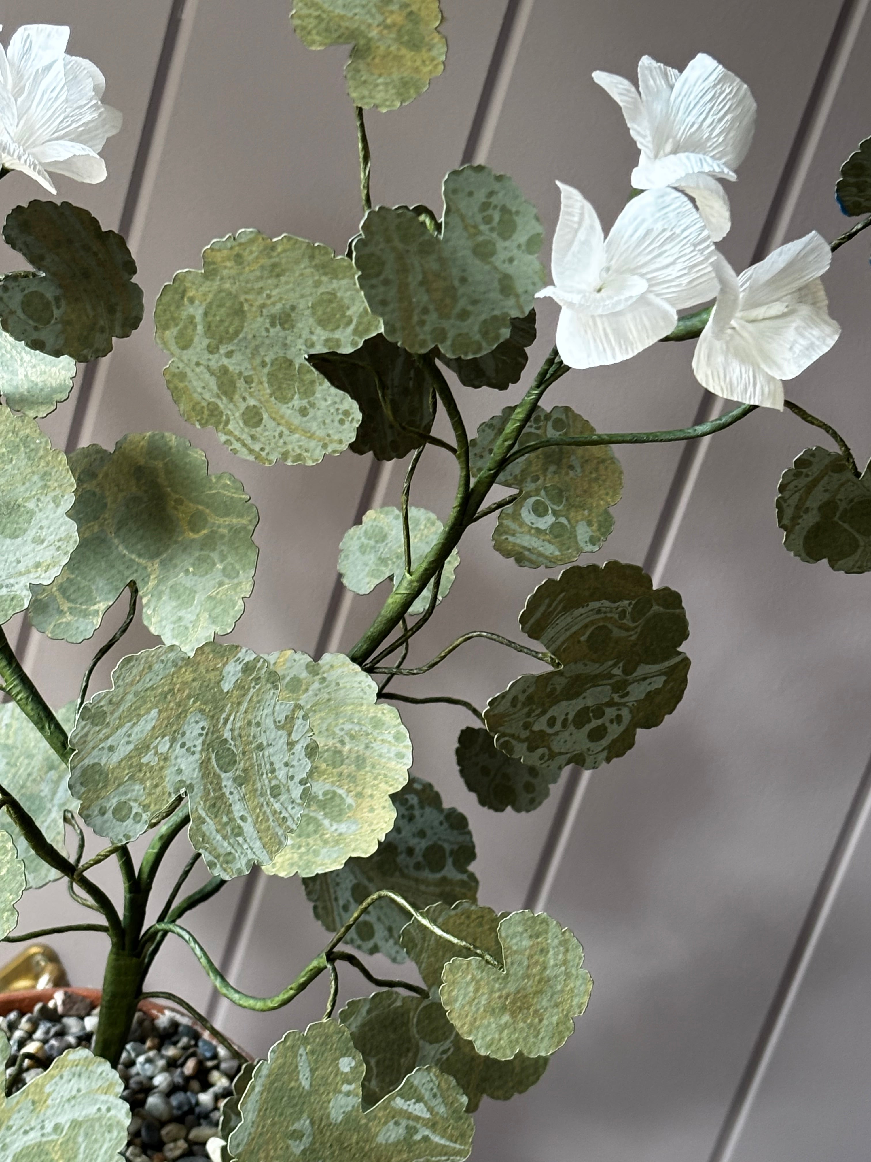 Paper geranium