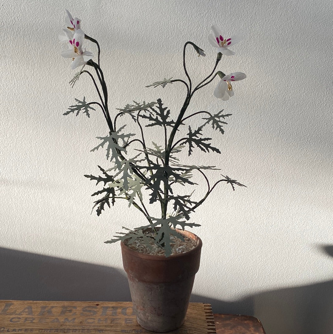 Paper Geranium