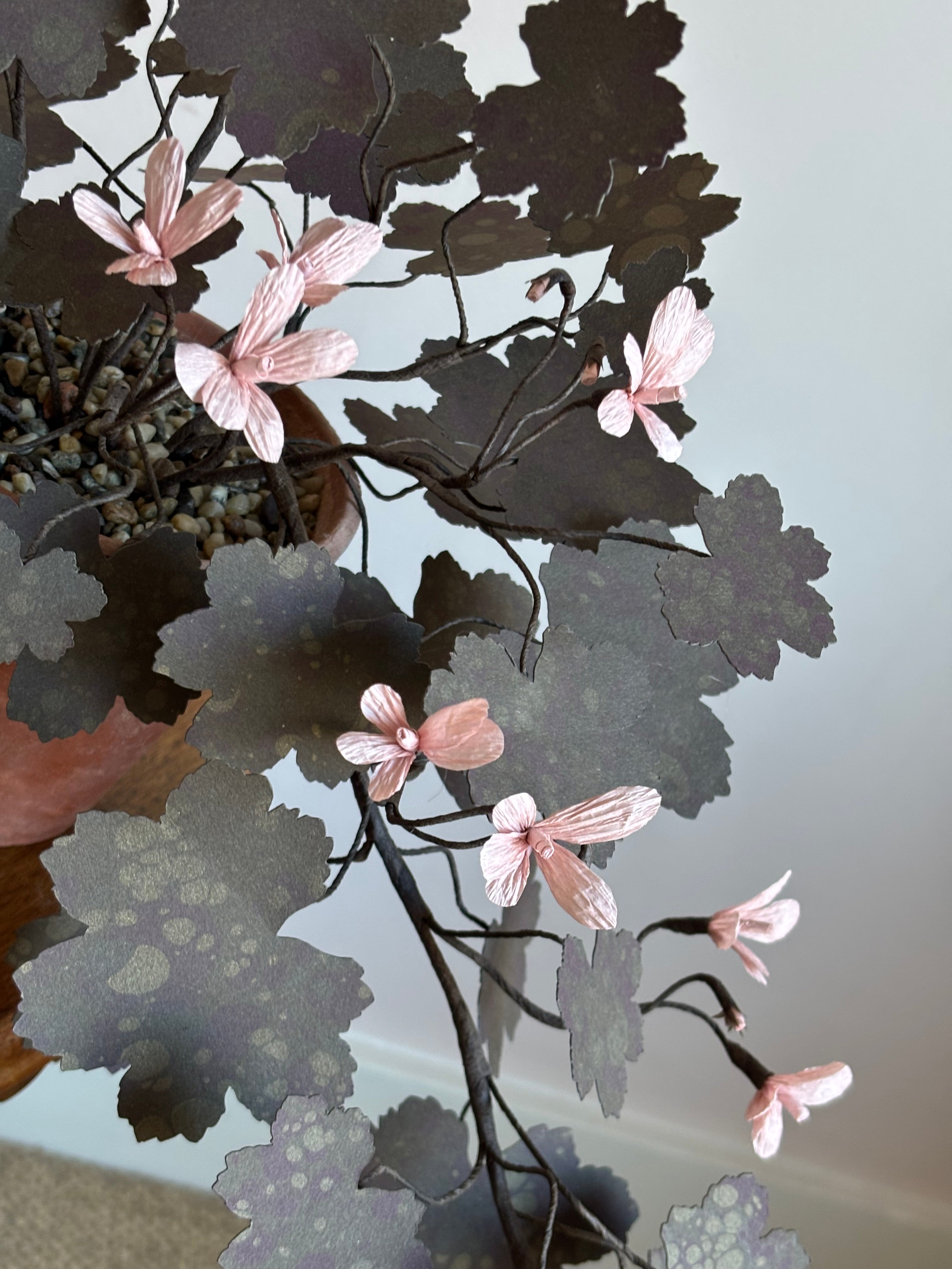 Paper Geranium, trailing