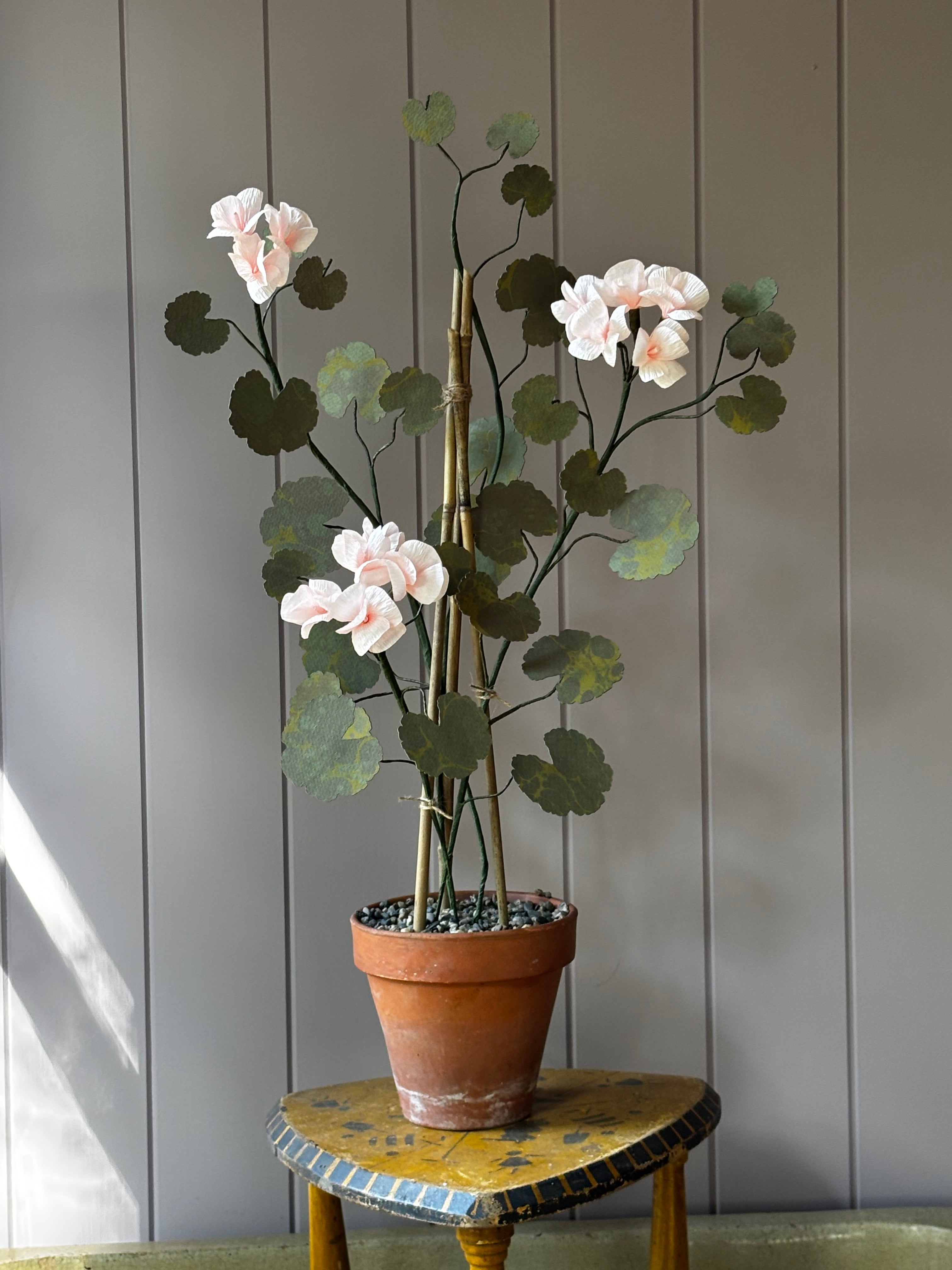 Paper geranium