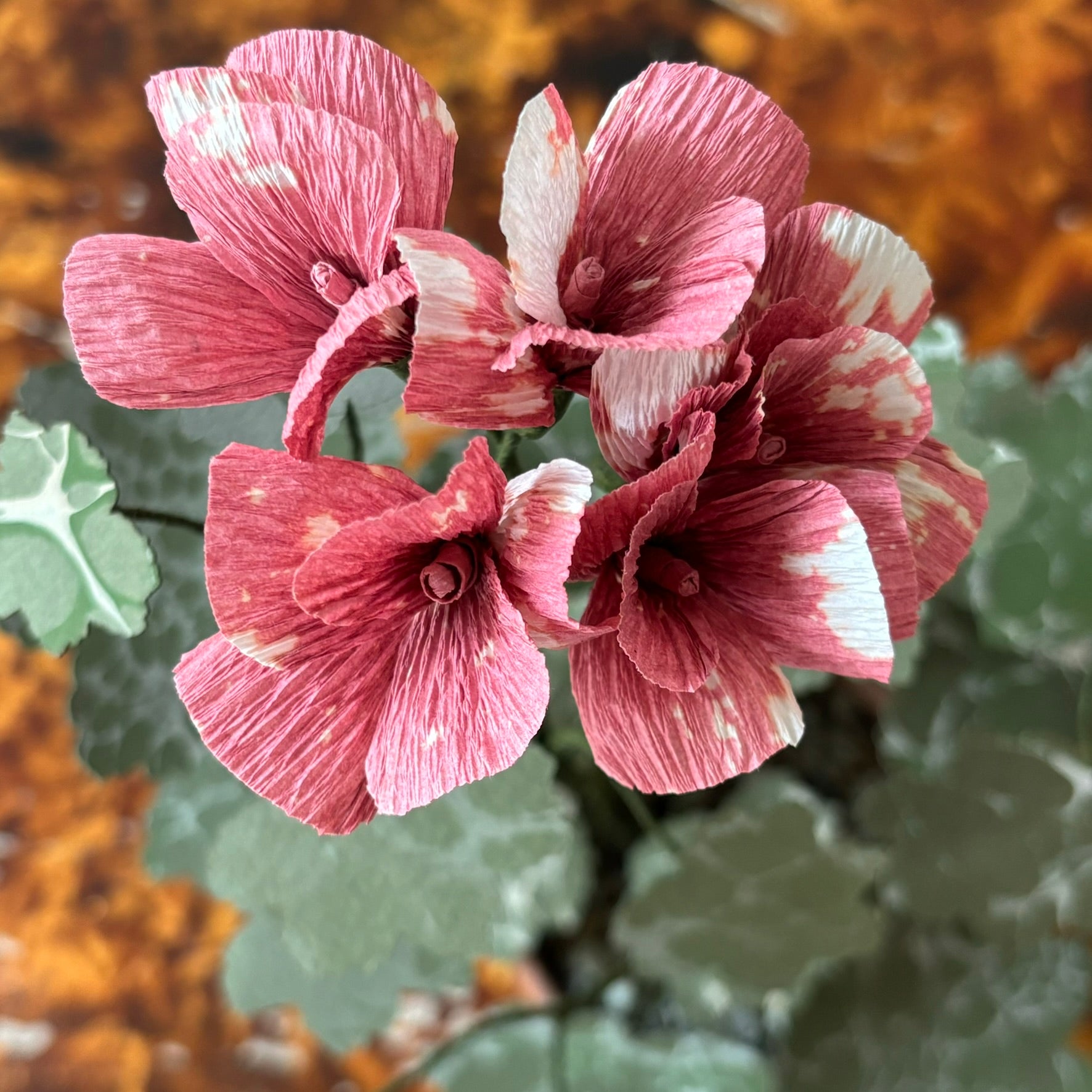 Paper Geranium
