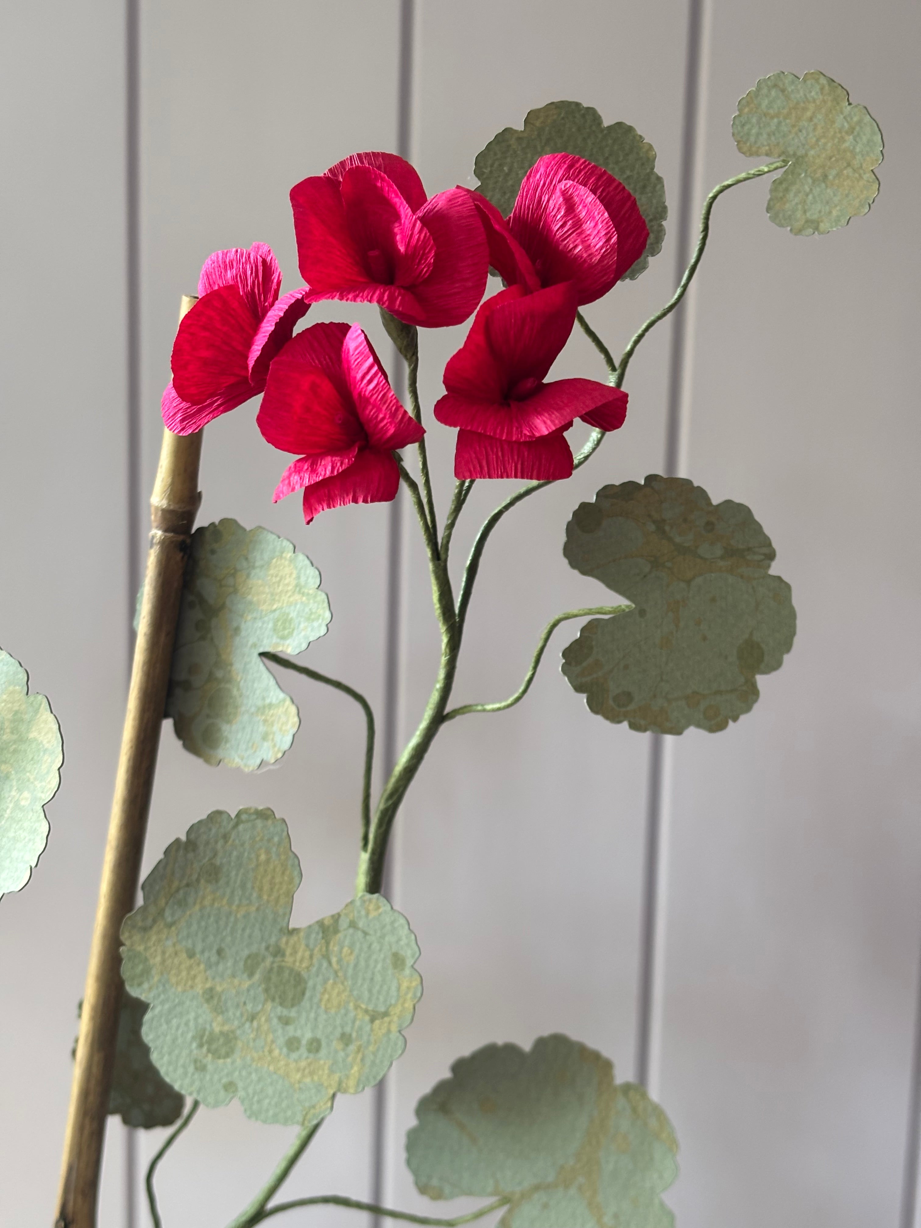 Paper geranium