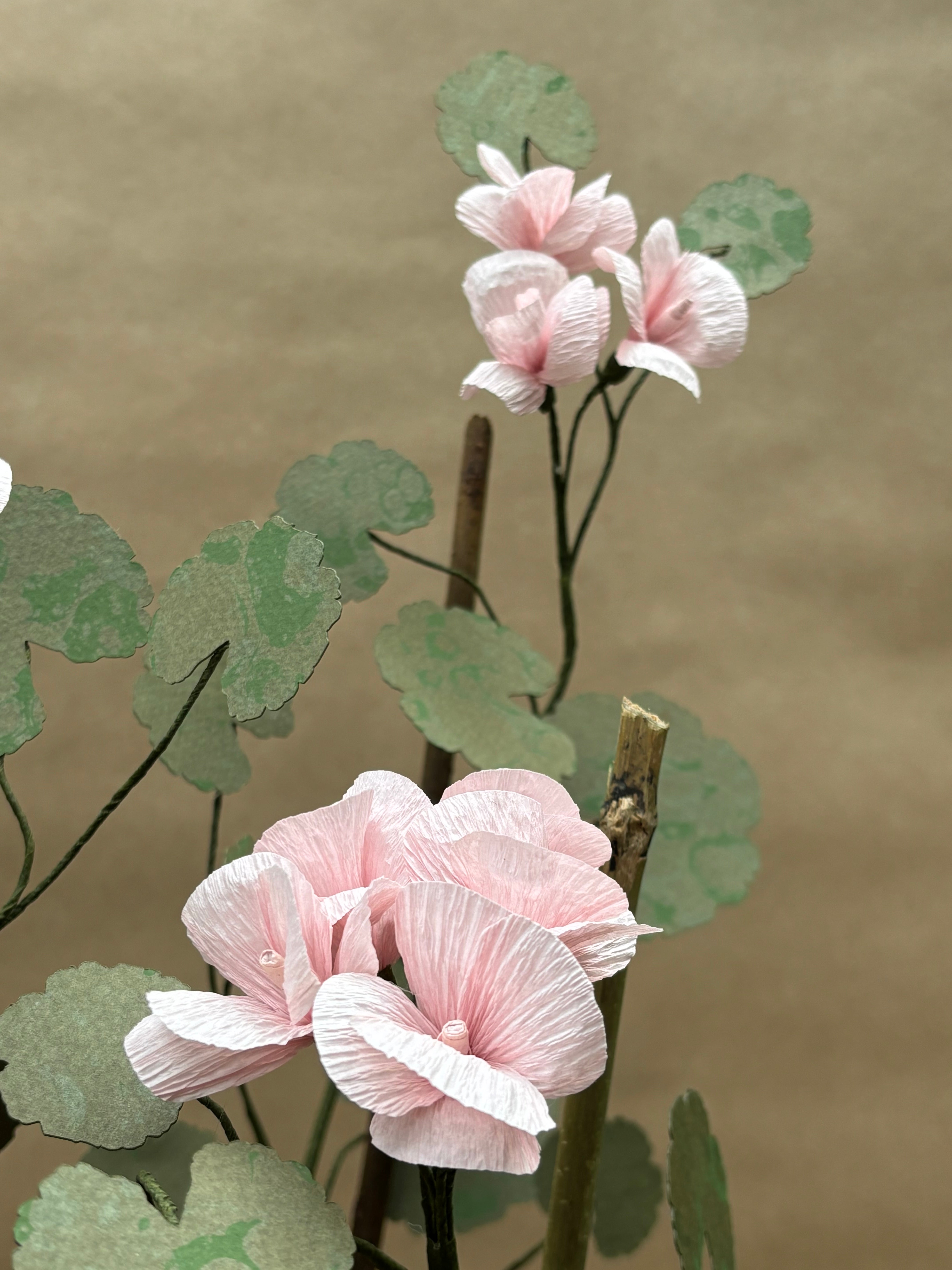 Geranium