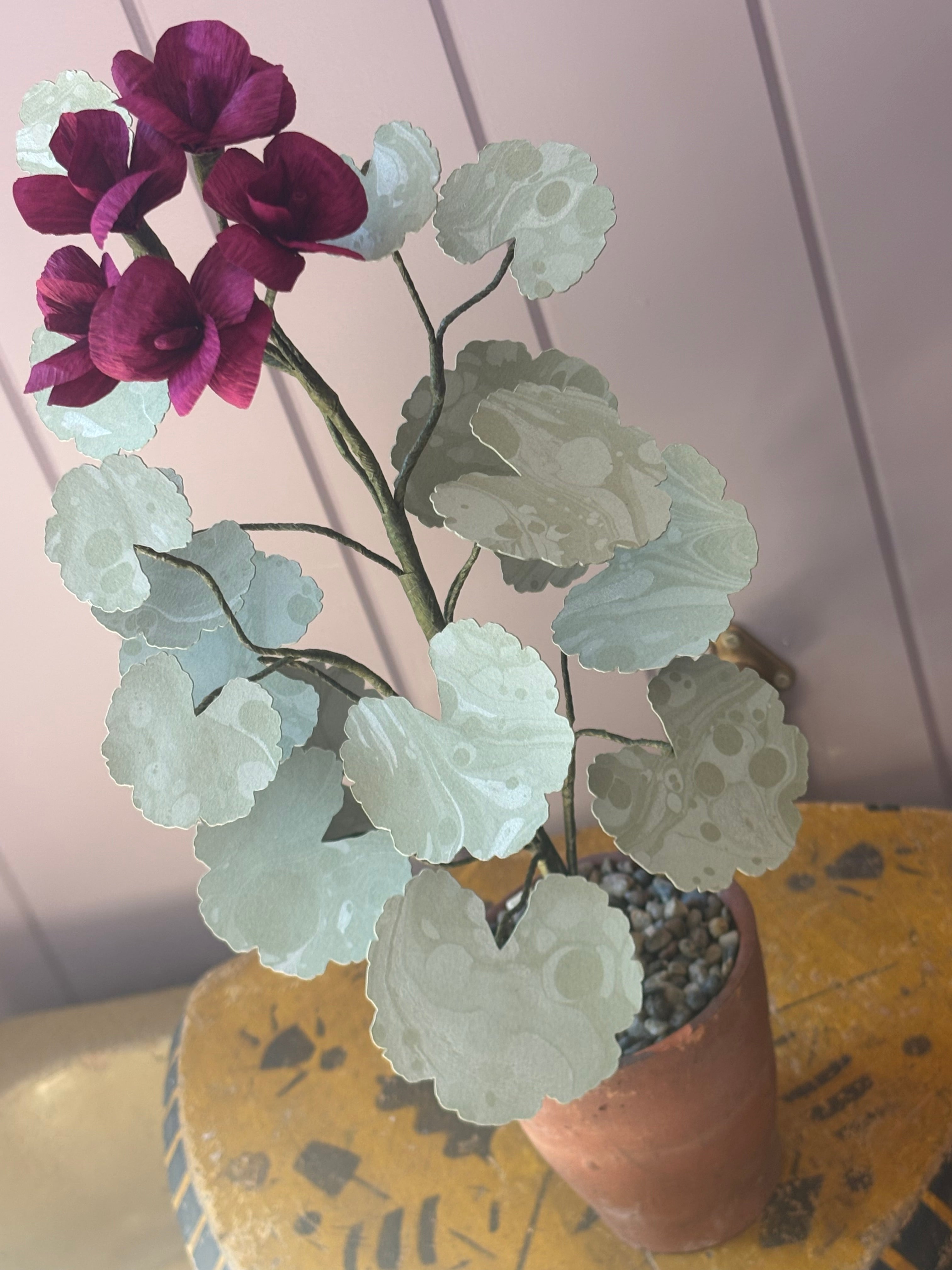 Paper geranium