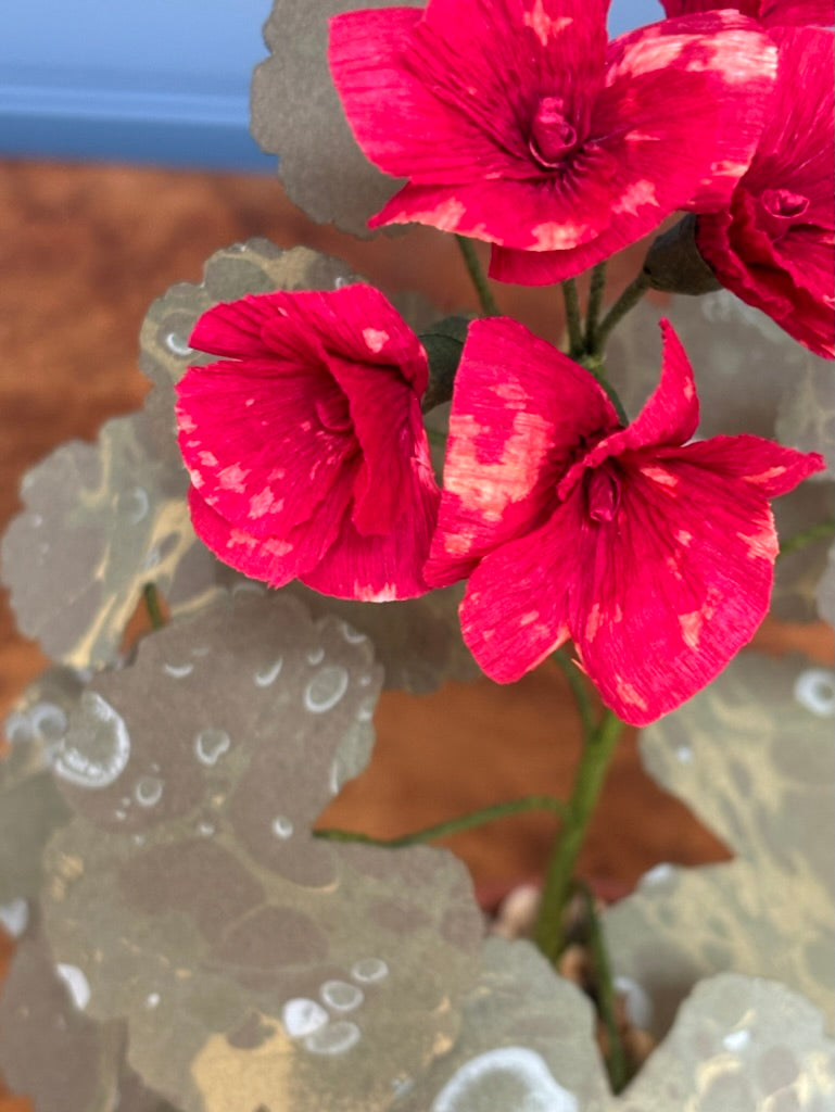 Geranium