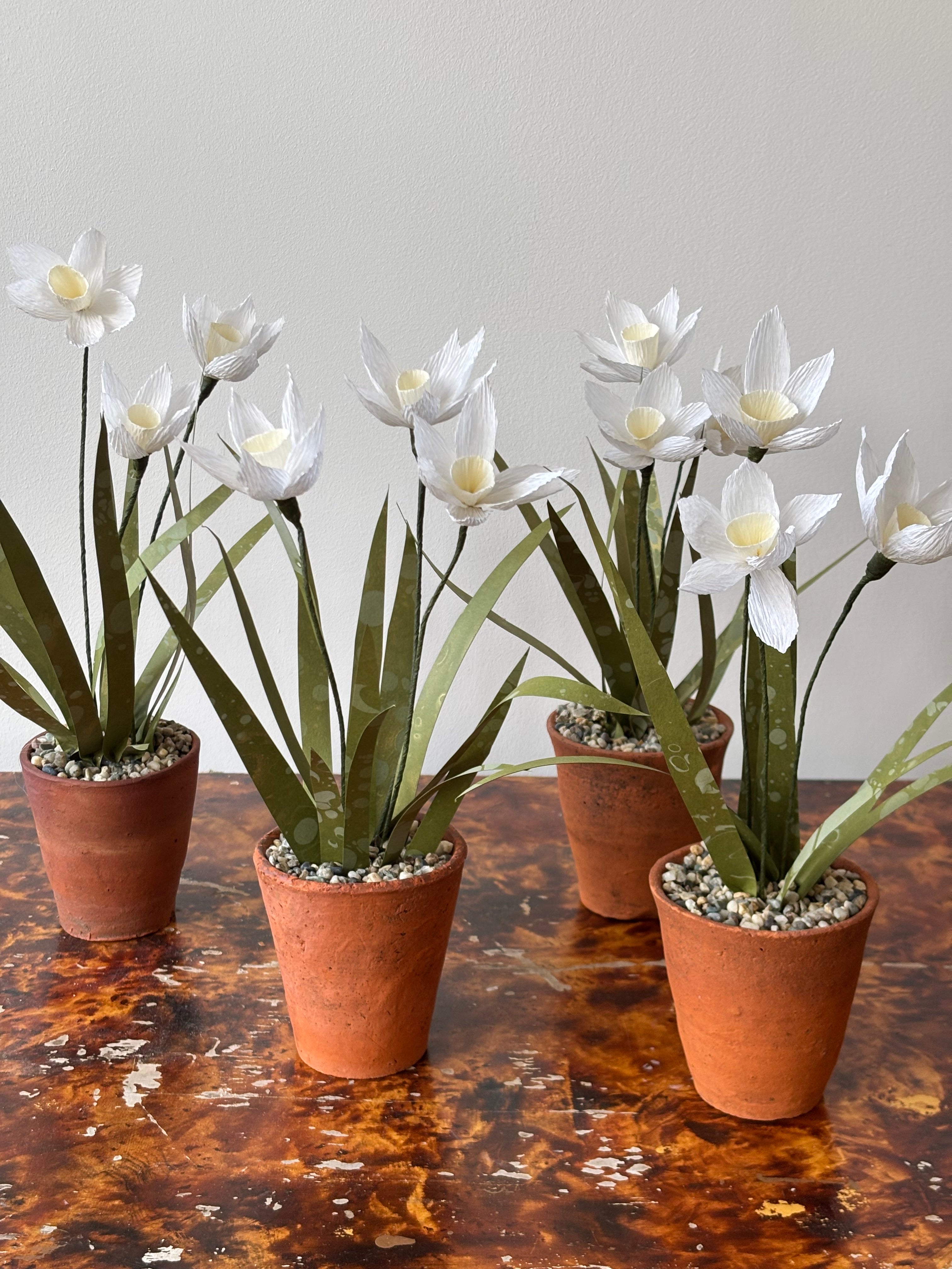 Paper Narcissus