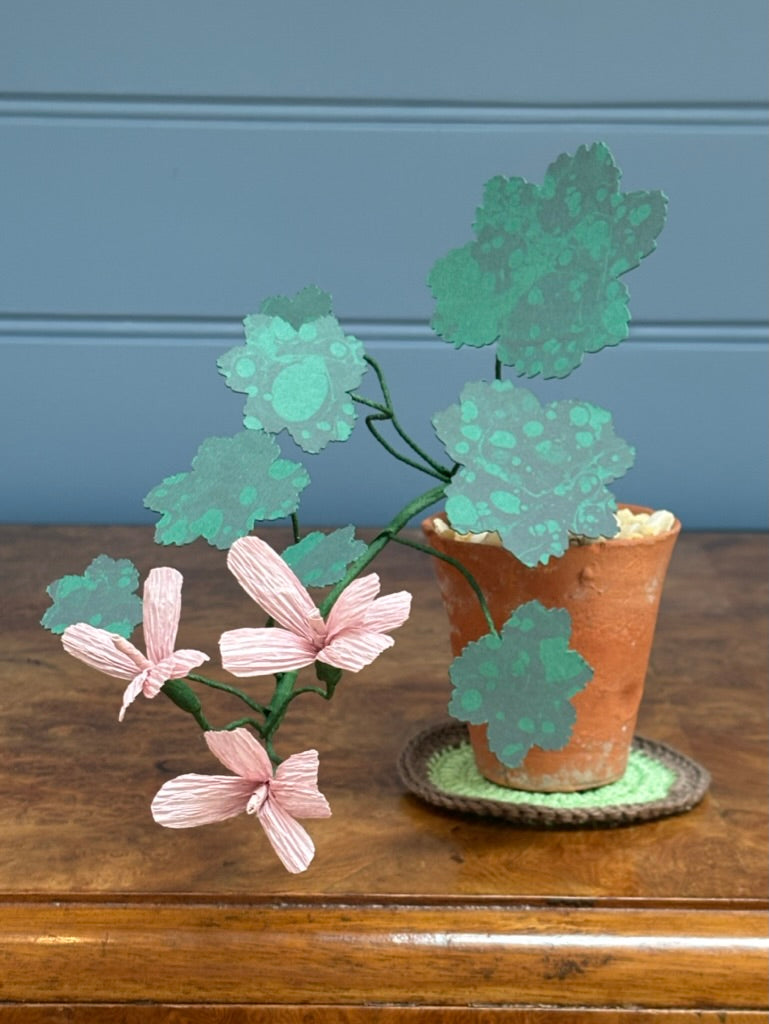 Geranium, trailing mini