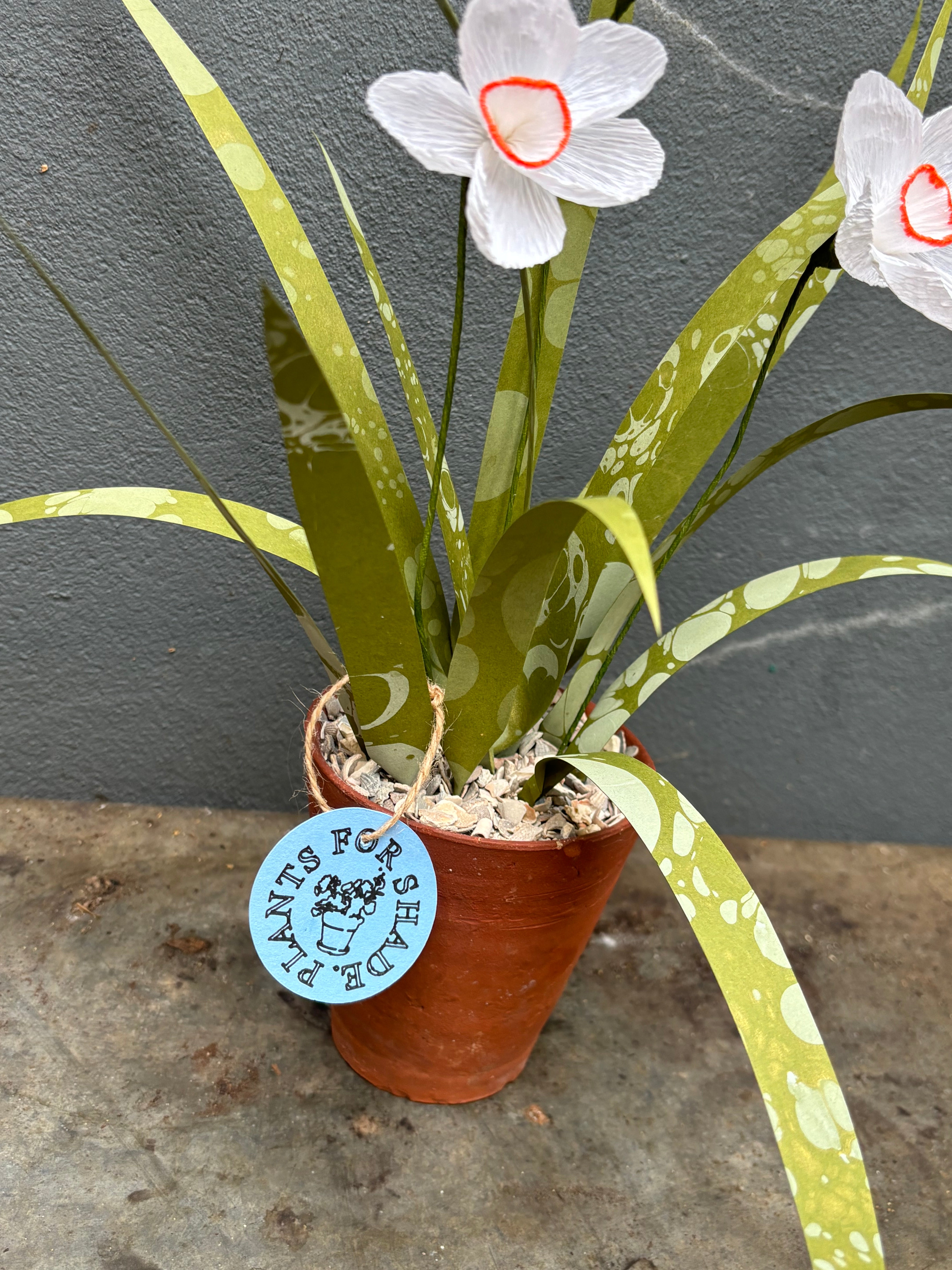 Paper Pheasant eye narcissus