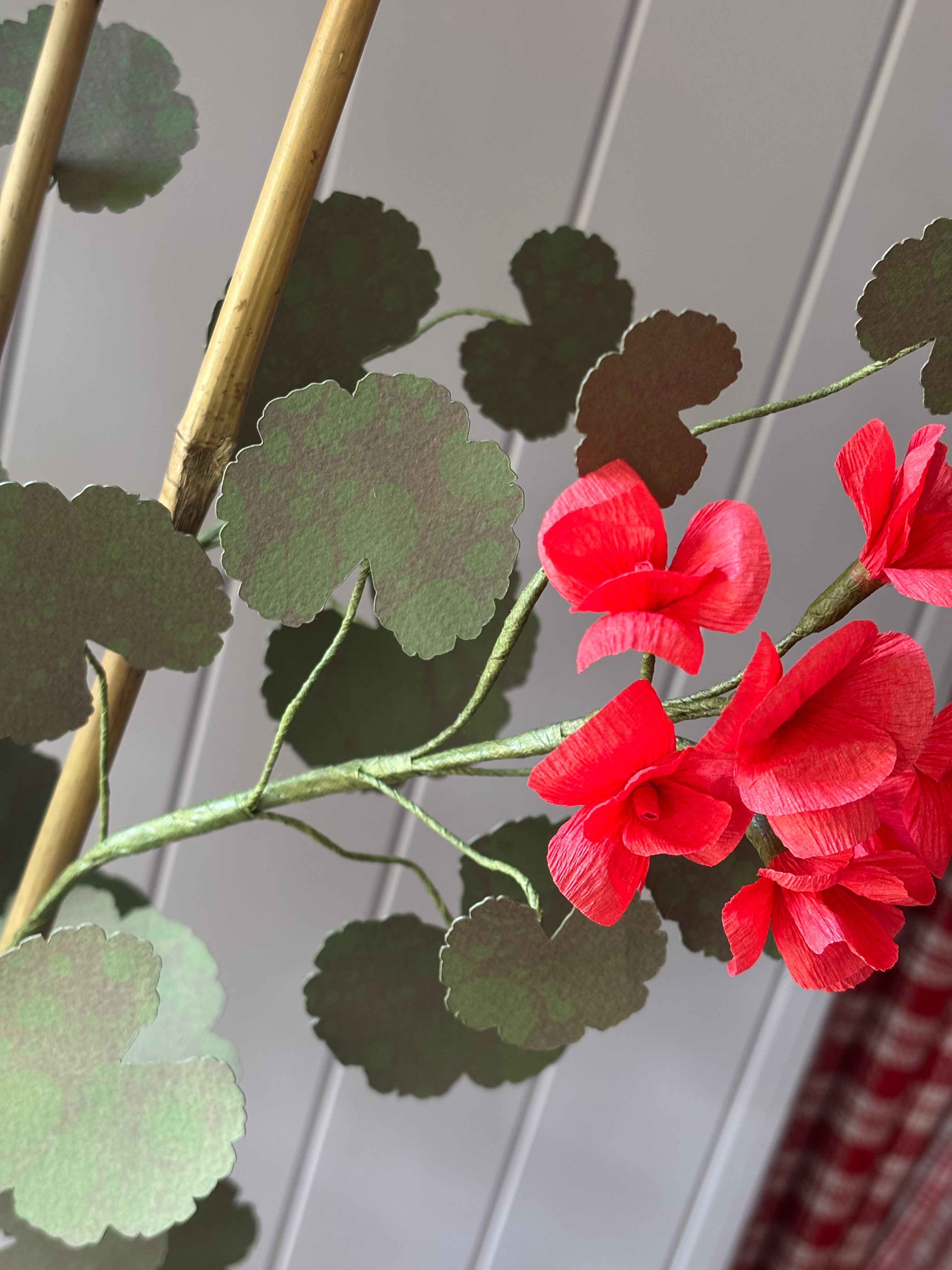 Paper geranium