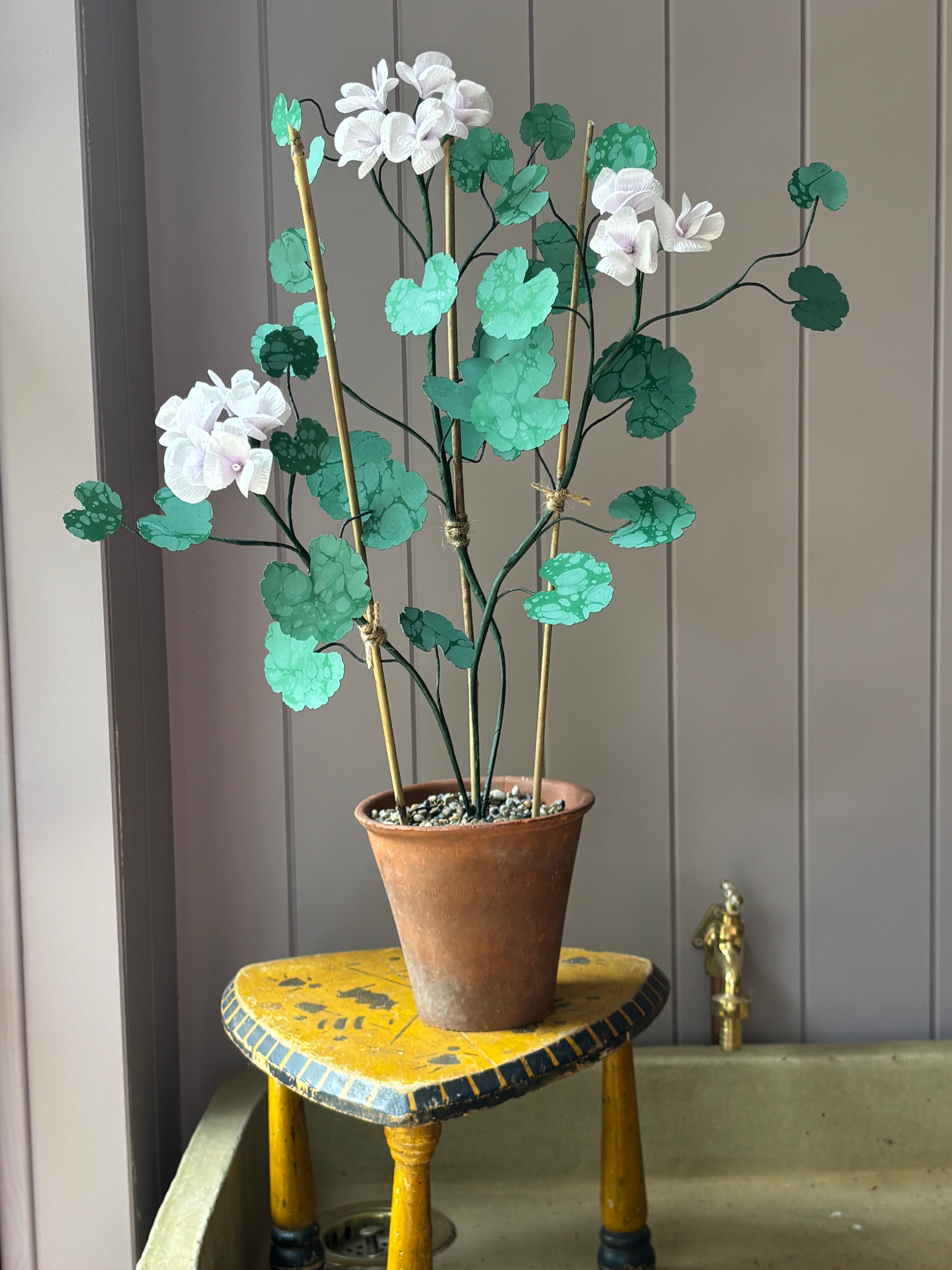 Paper geranium