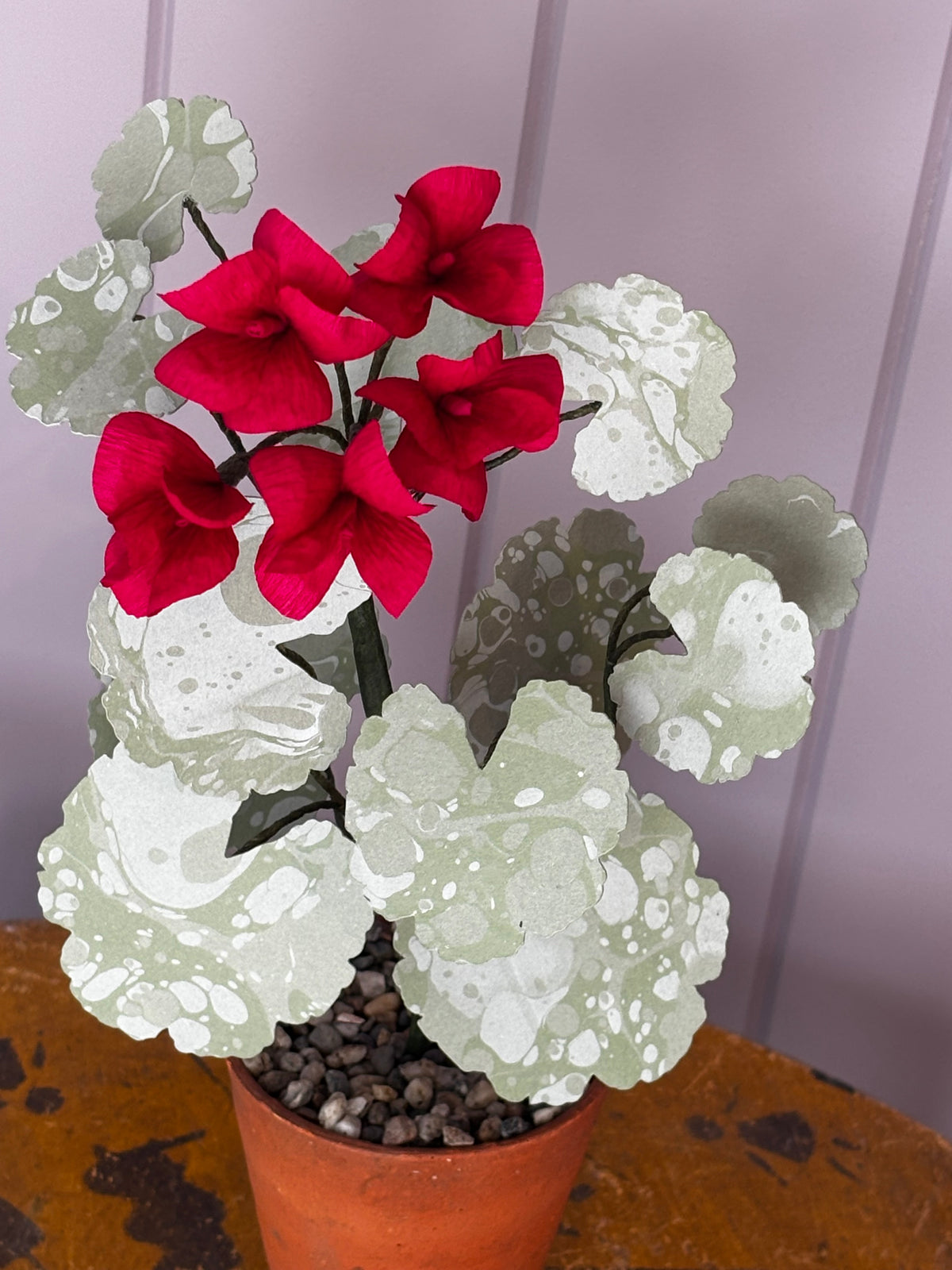 Paper geranium